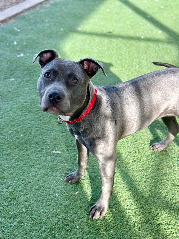 Picture of the Animal Listed