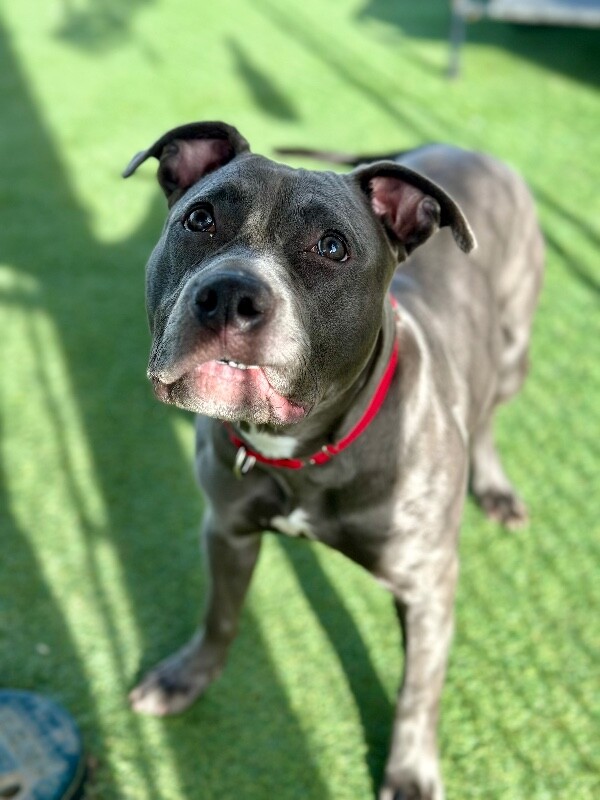 Picture of the Animal Listed