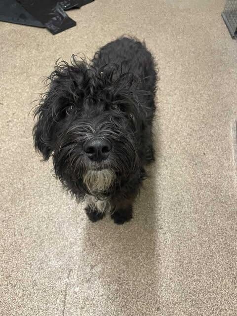 Picture of the Animal Listed