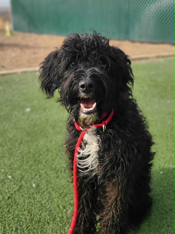 Picture of the Animal Listed