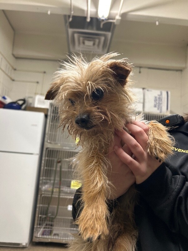 Picture of the Animal Listed