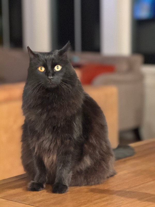 Picture of the Animal Listed