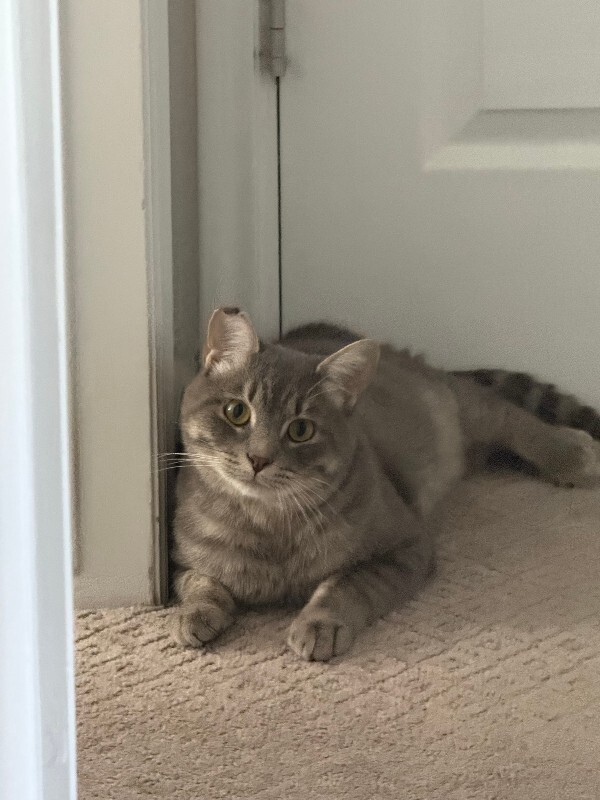 Picture of the Animal Listed