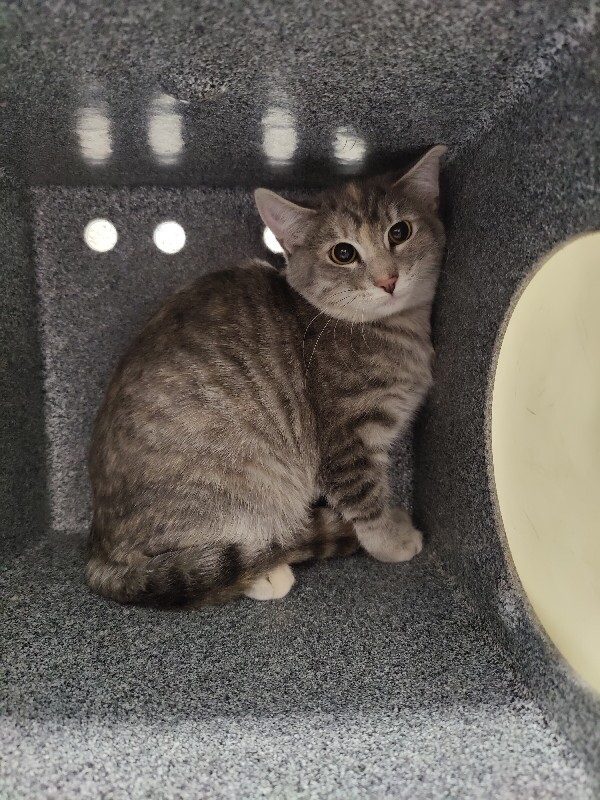 Picture of the Animal Listed