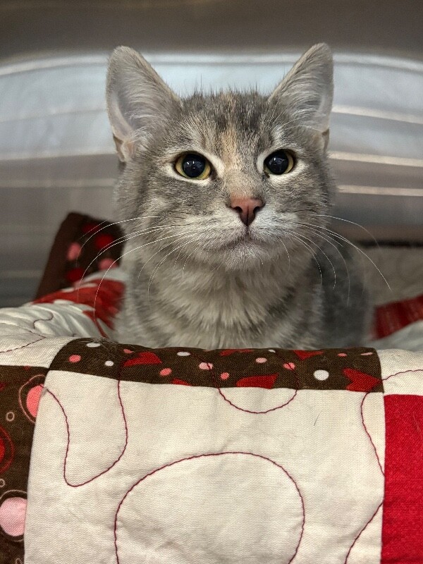 Picture of the Animal Listed