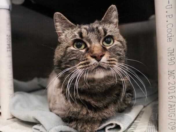 Picture of the Animal Listed