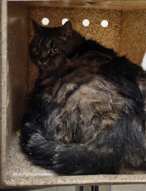 Picture of the Animal Listed