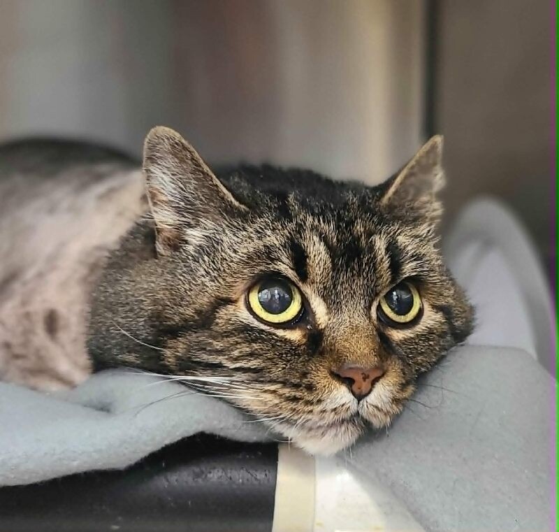 Picture of the Animal Listed