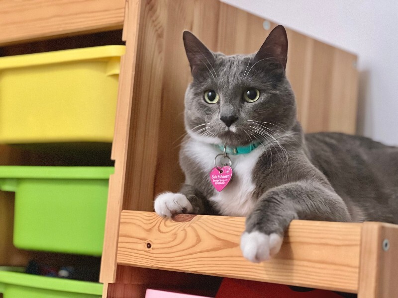 Picture of the Animal Listed