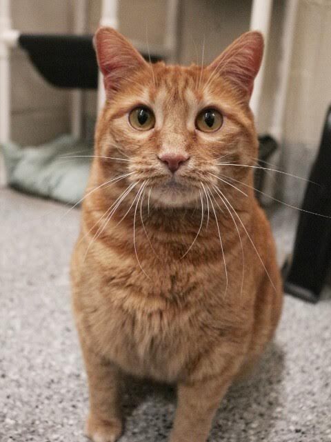 Picture of the Animal Listed