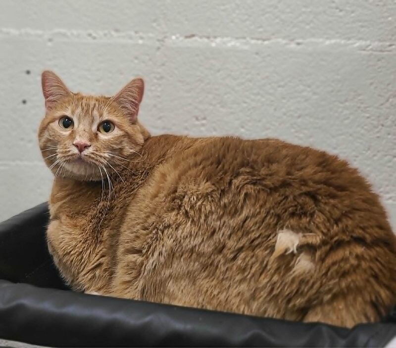 Picture of the Animal Listed