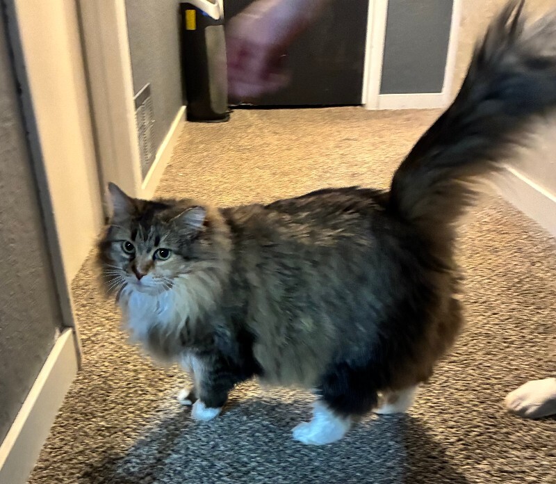 Picture of the Animal Listed