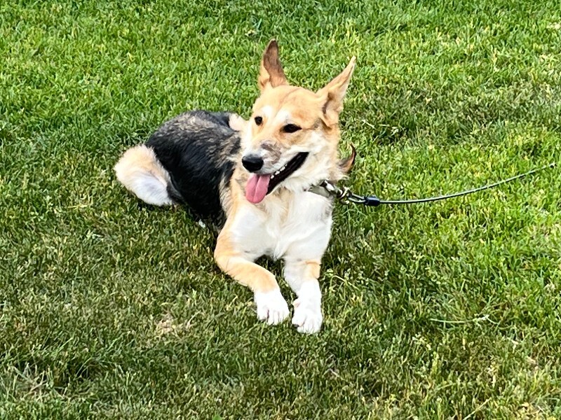 Picture of the Animal Listed