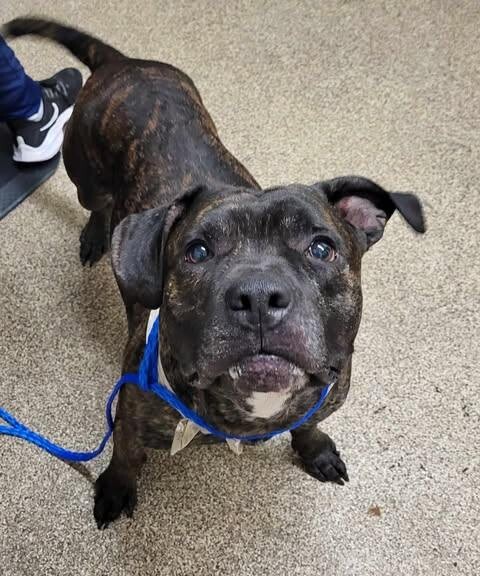 Picture of the Animal Listed