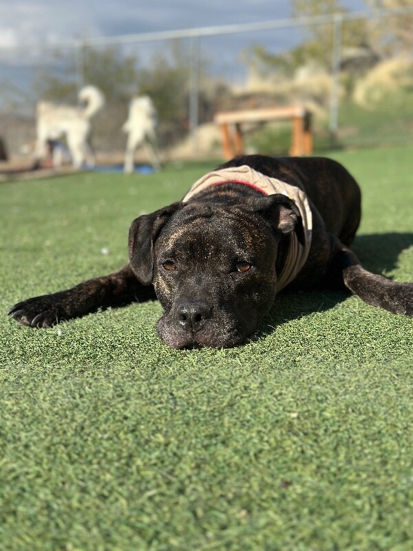 Picture of the Animal Listed