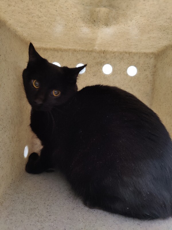 Picture of the Animal Listed