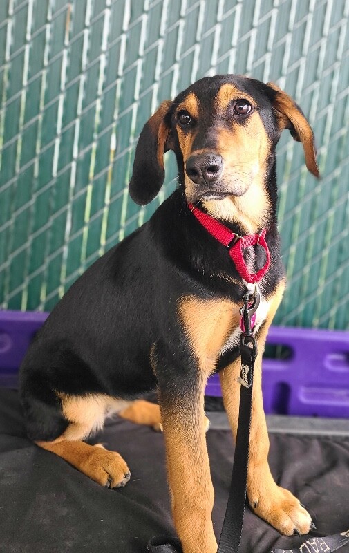 Picture of the Animal Listed