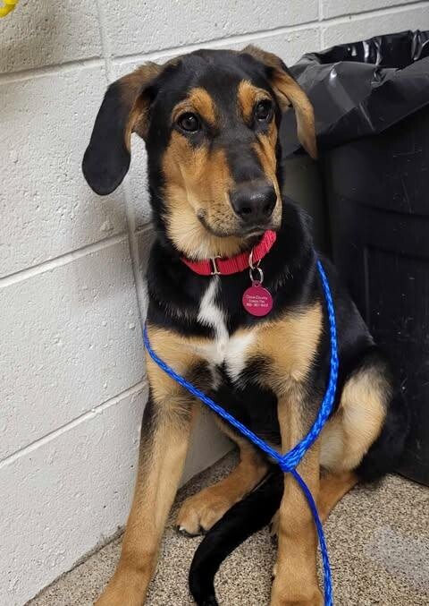 Picture of the Animal Listed