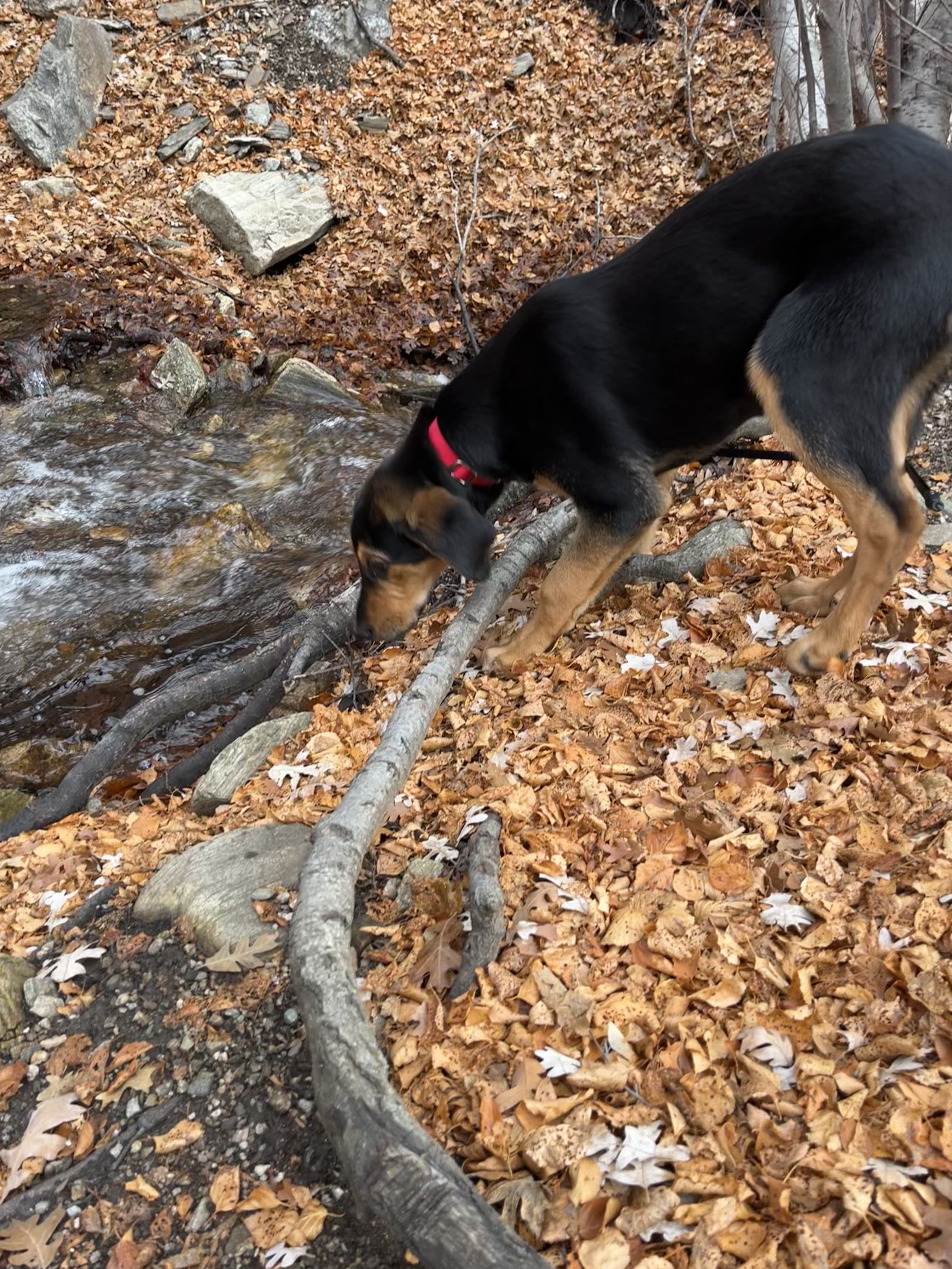 Picture of the Animal Listed