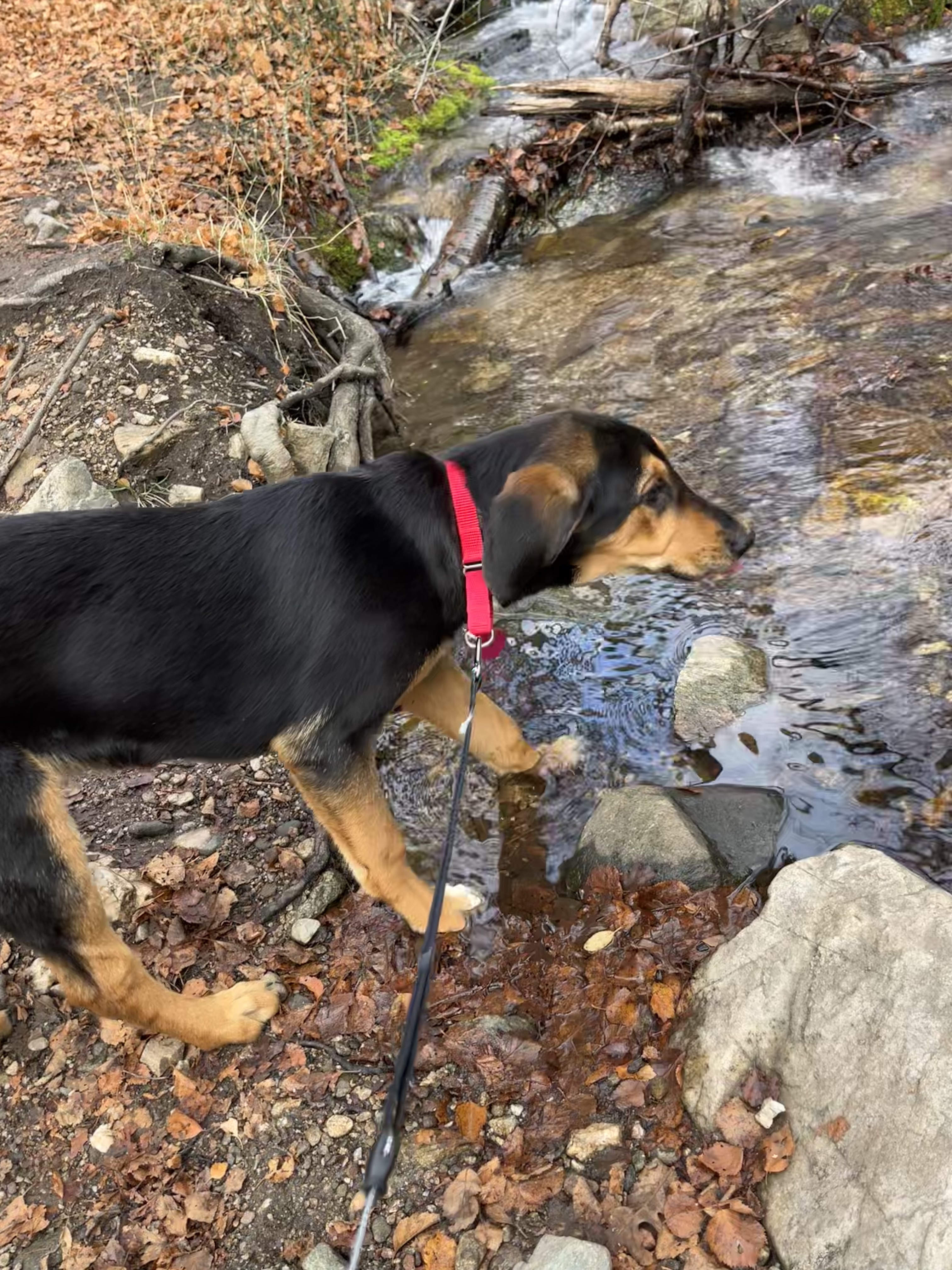 Picture of the Animal Listed