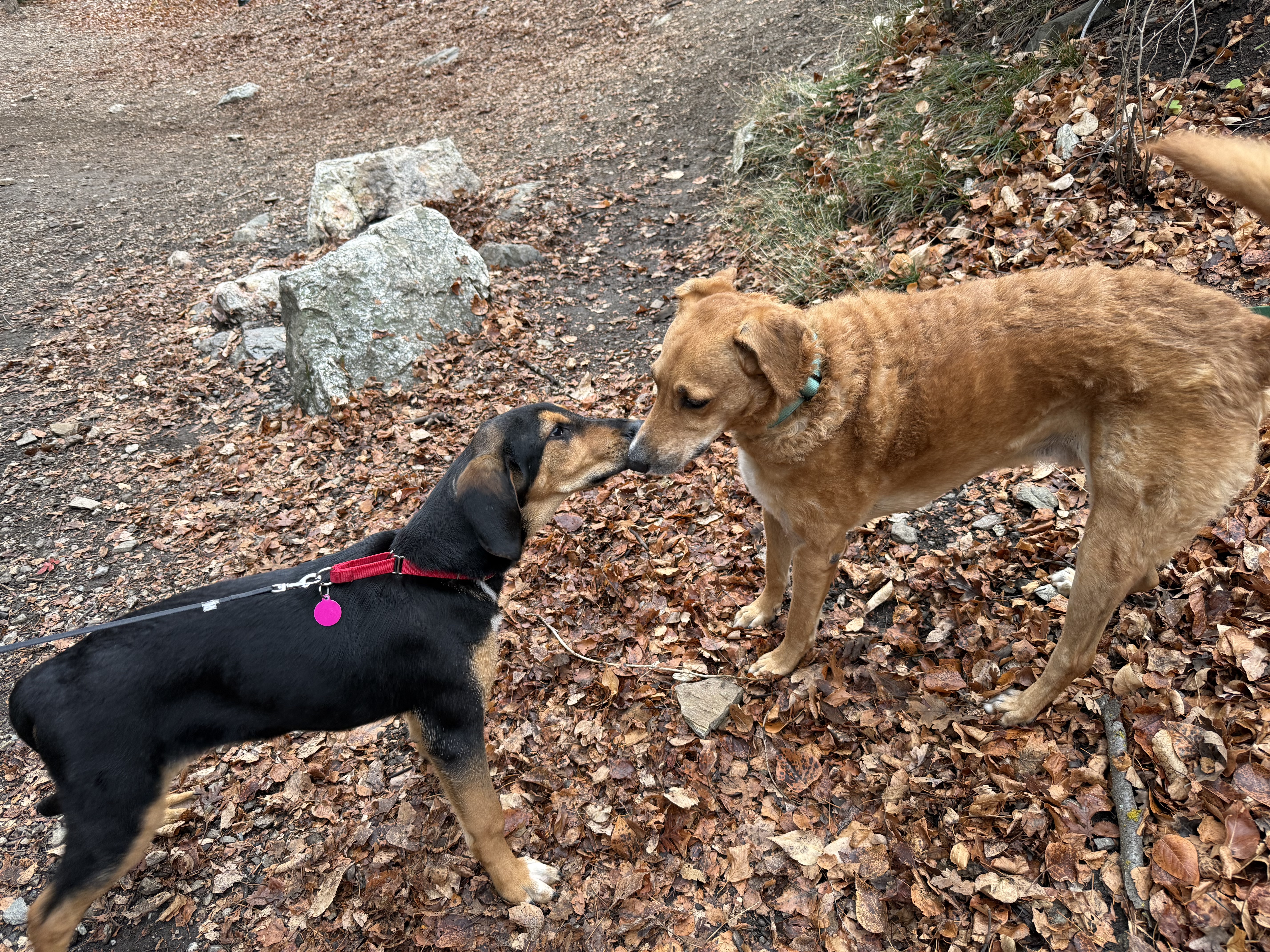 Picture of the Animal Listed