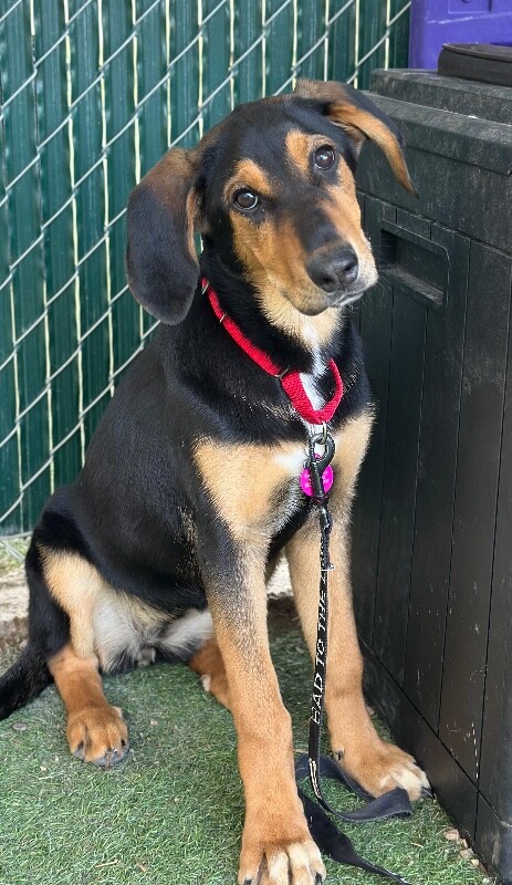 Picture of the Animal Listed