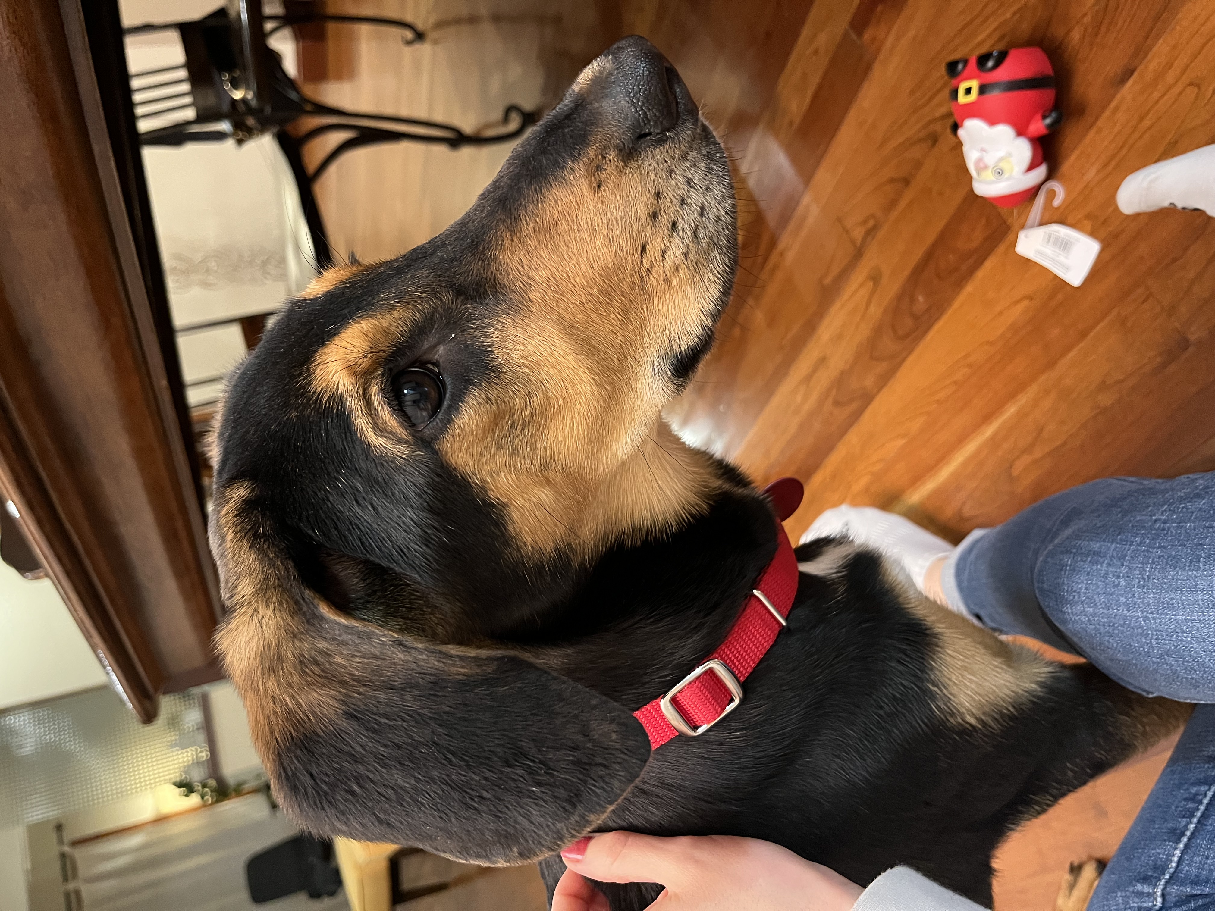 Picture of the Animal Listed