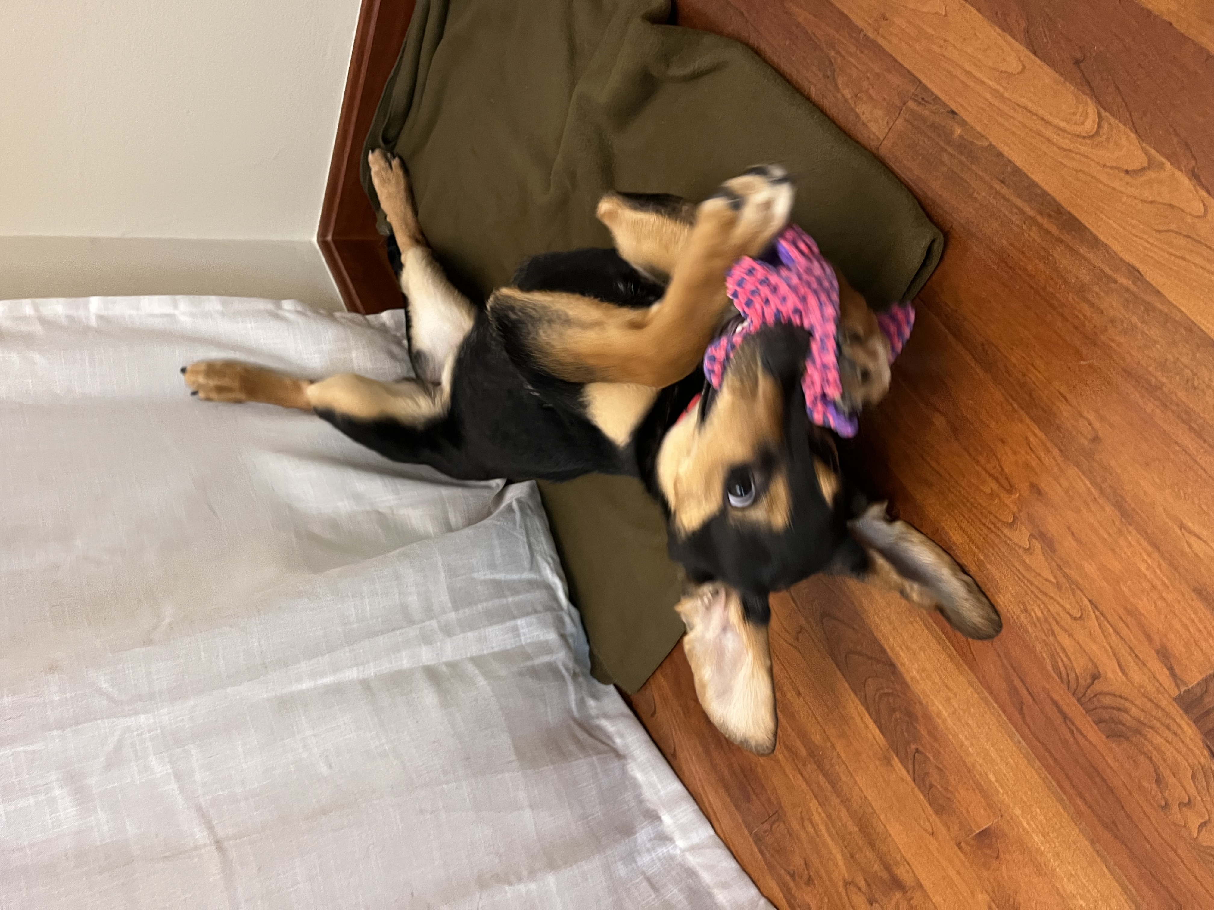 Picture of the Animal Listed