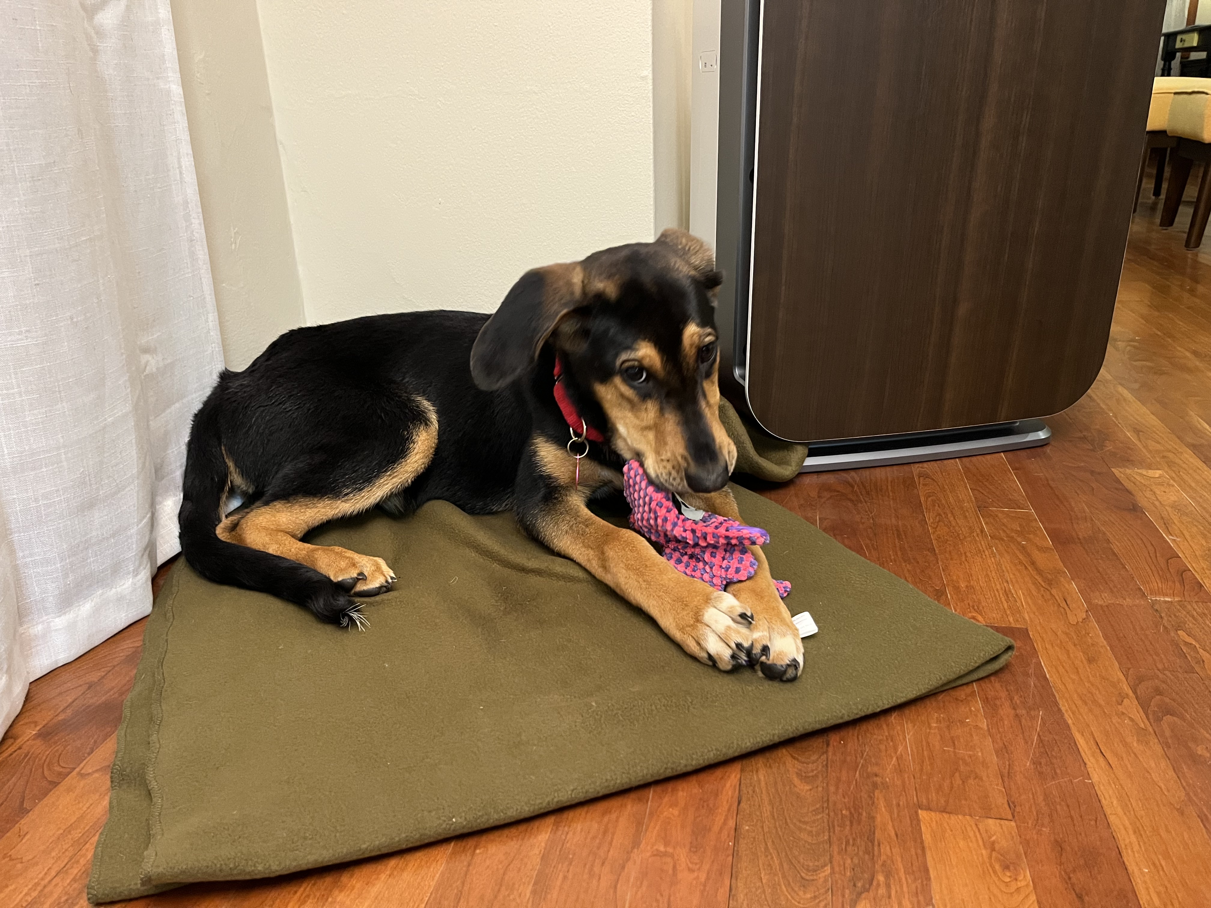 Picture of the Animal Listed