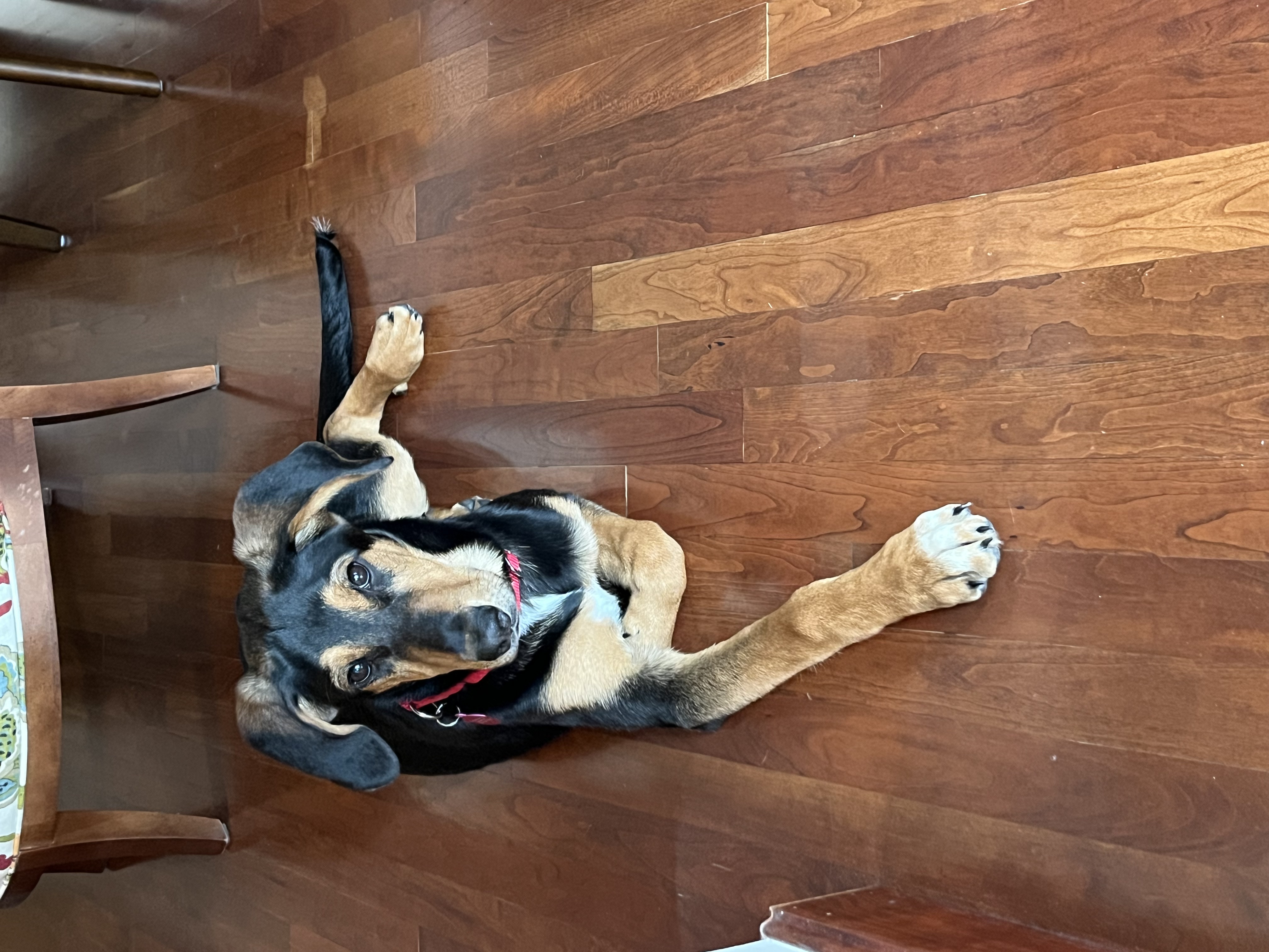 Picture of the Animal Listed