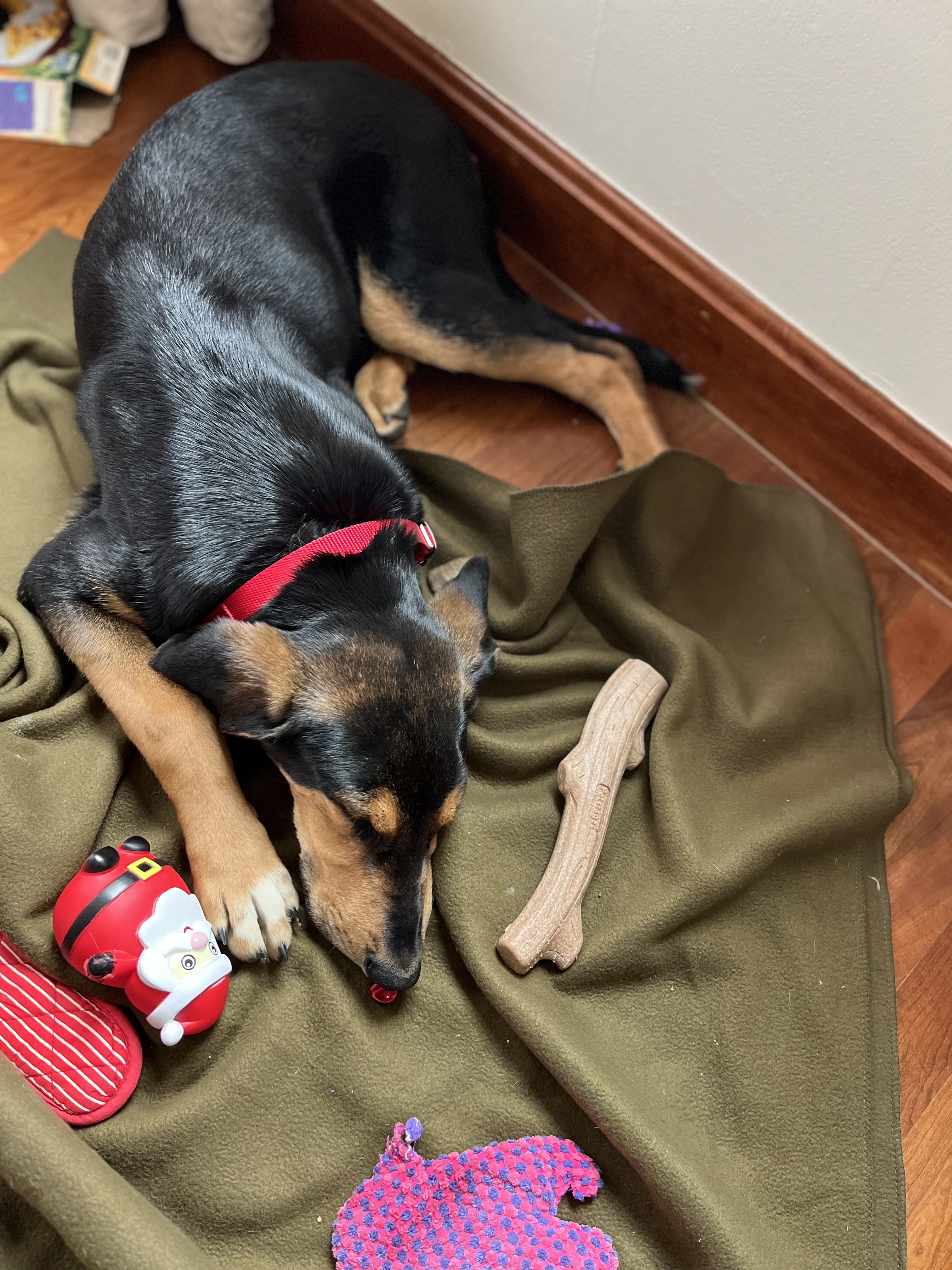 Picture of the Animal Listed