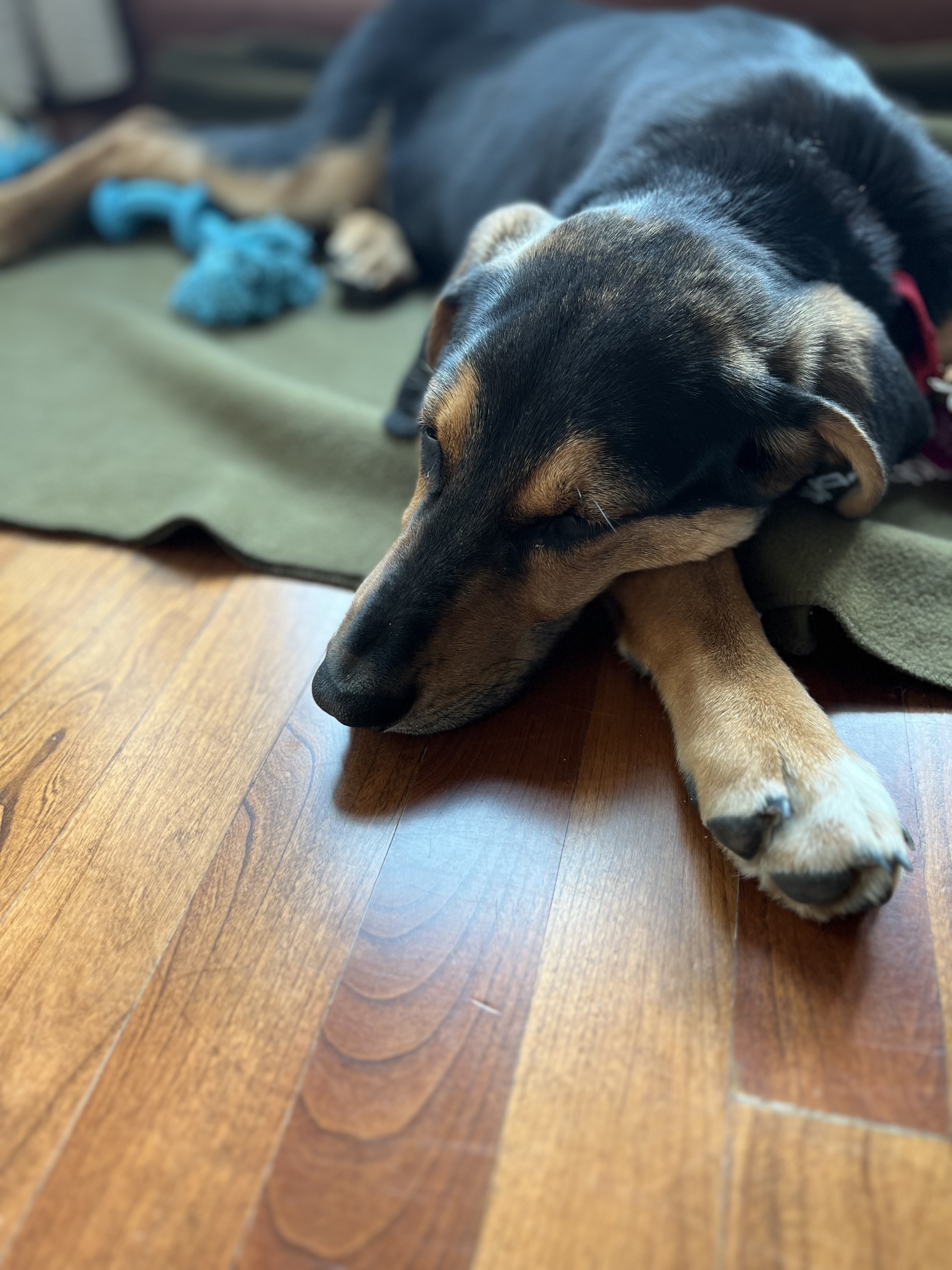 Picture of the Animal Listed