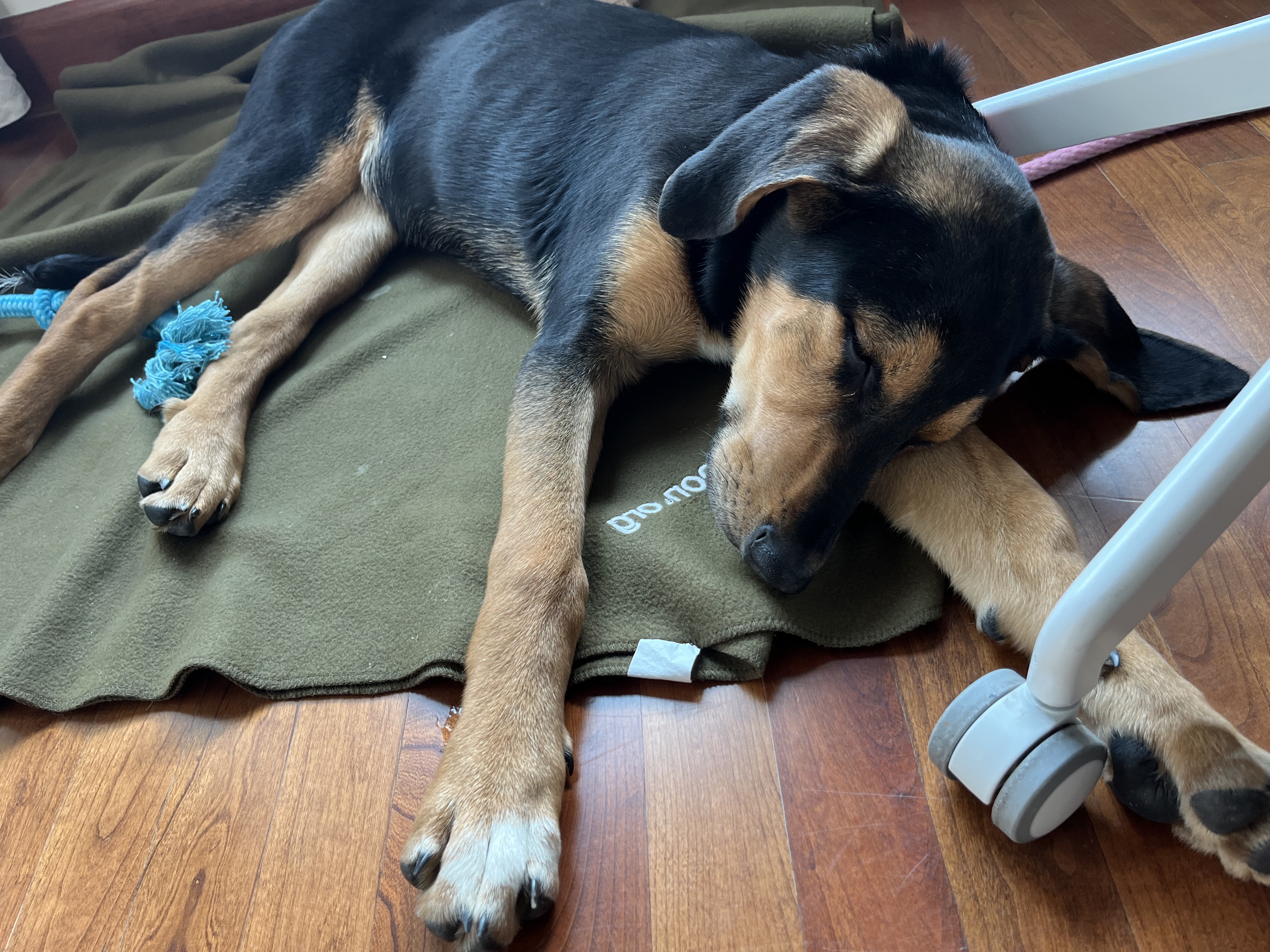 Picture of the Animal Listed