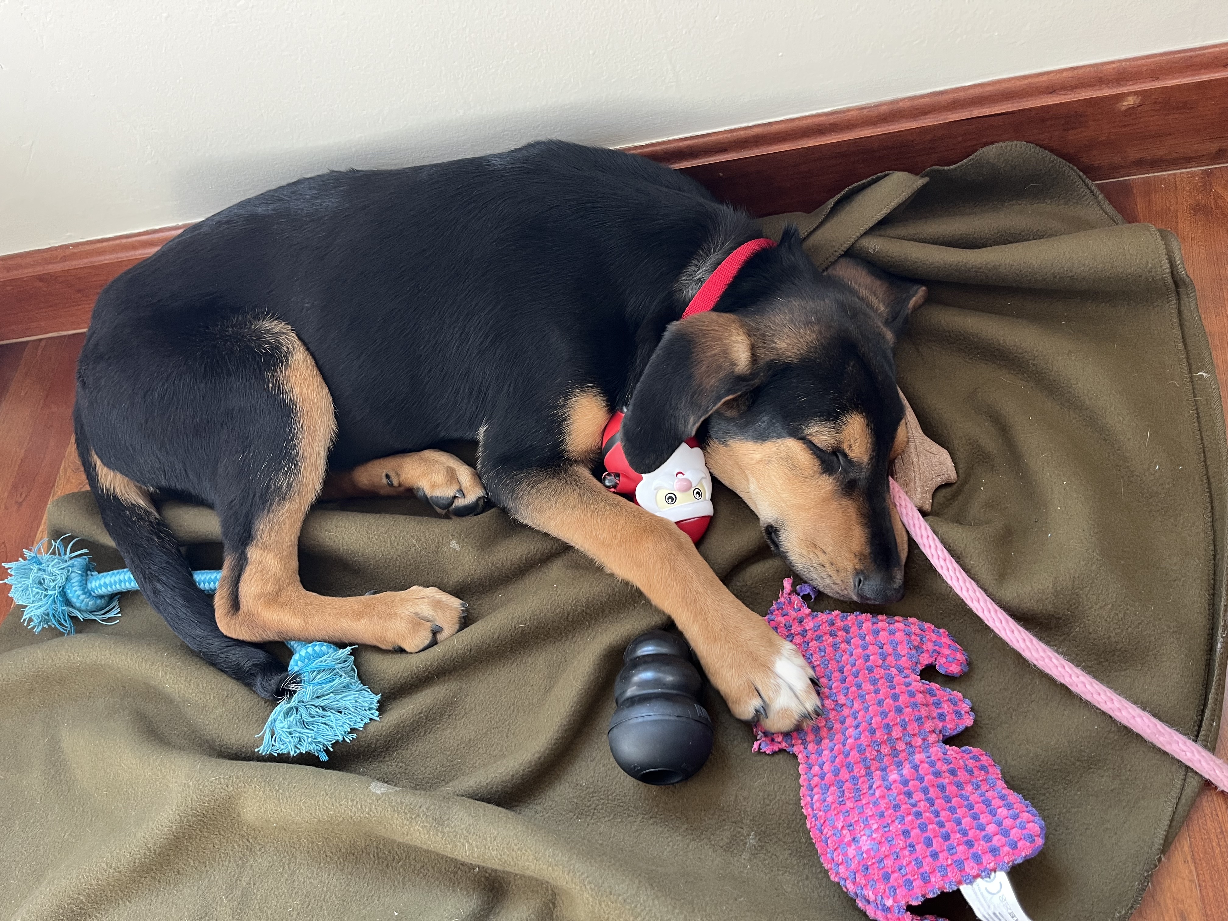 Picture of the Animal Listed