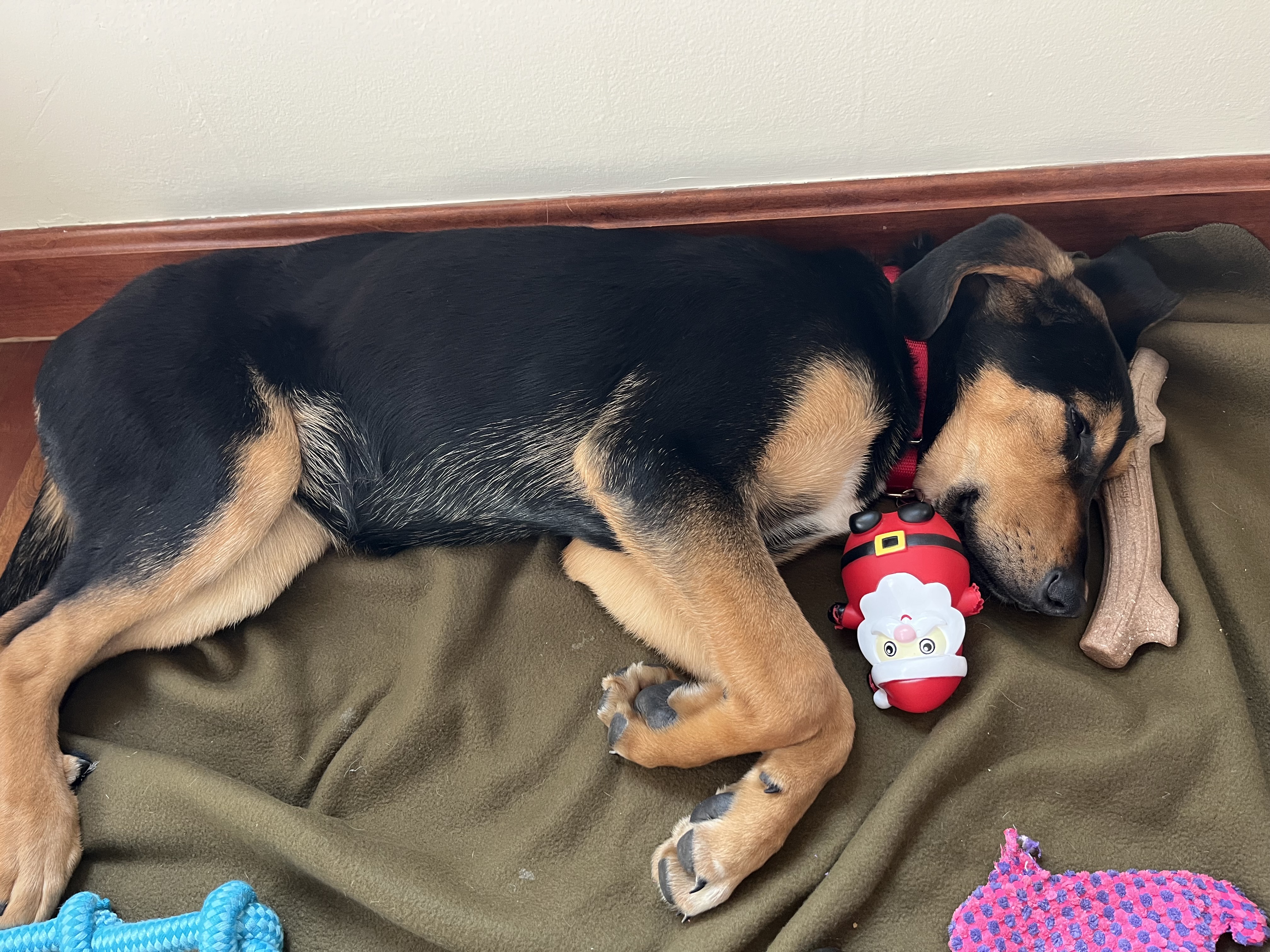 Picture of the Animal Listed