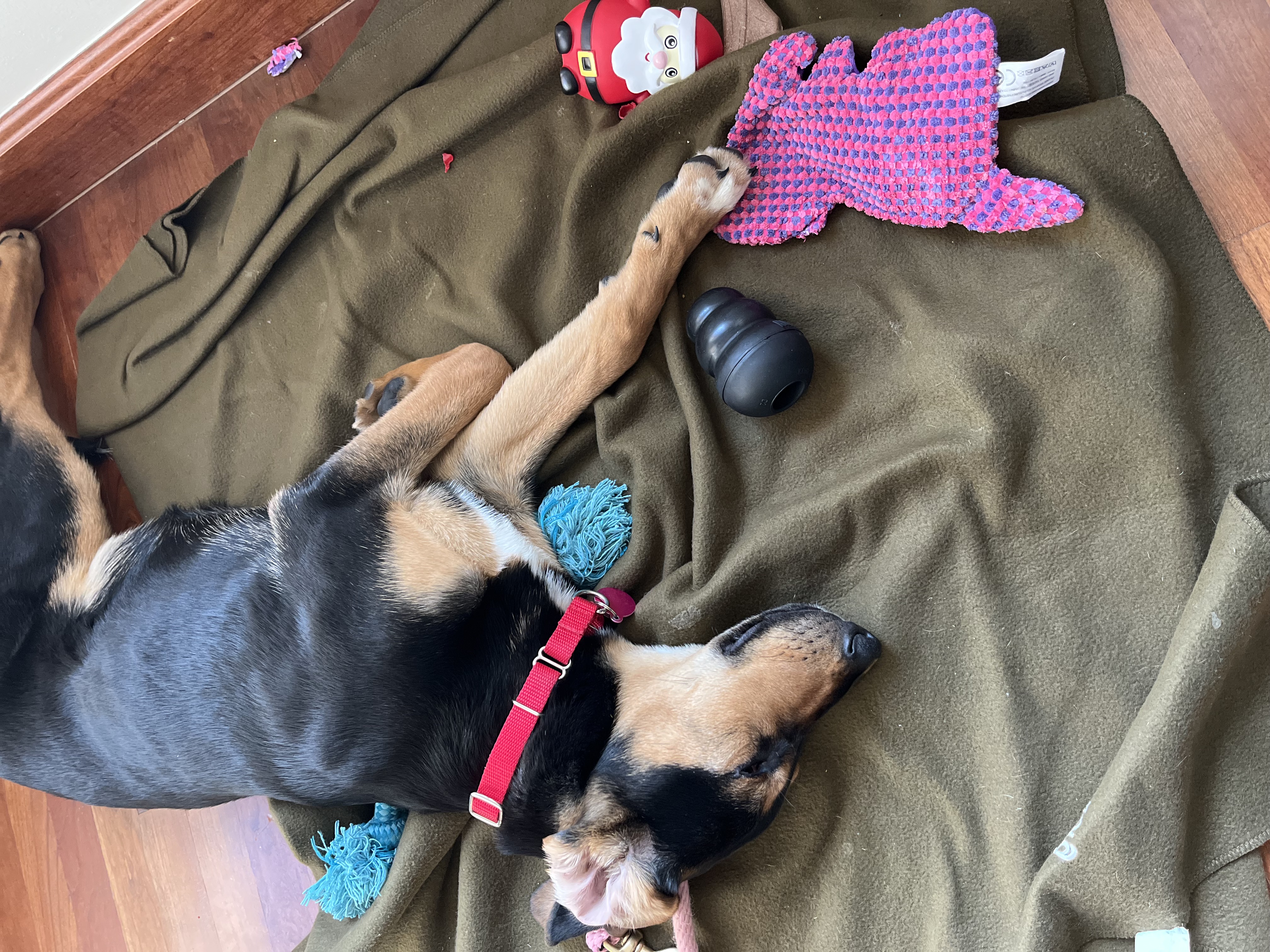 Picture of the Animal Listed