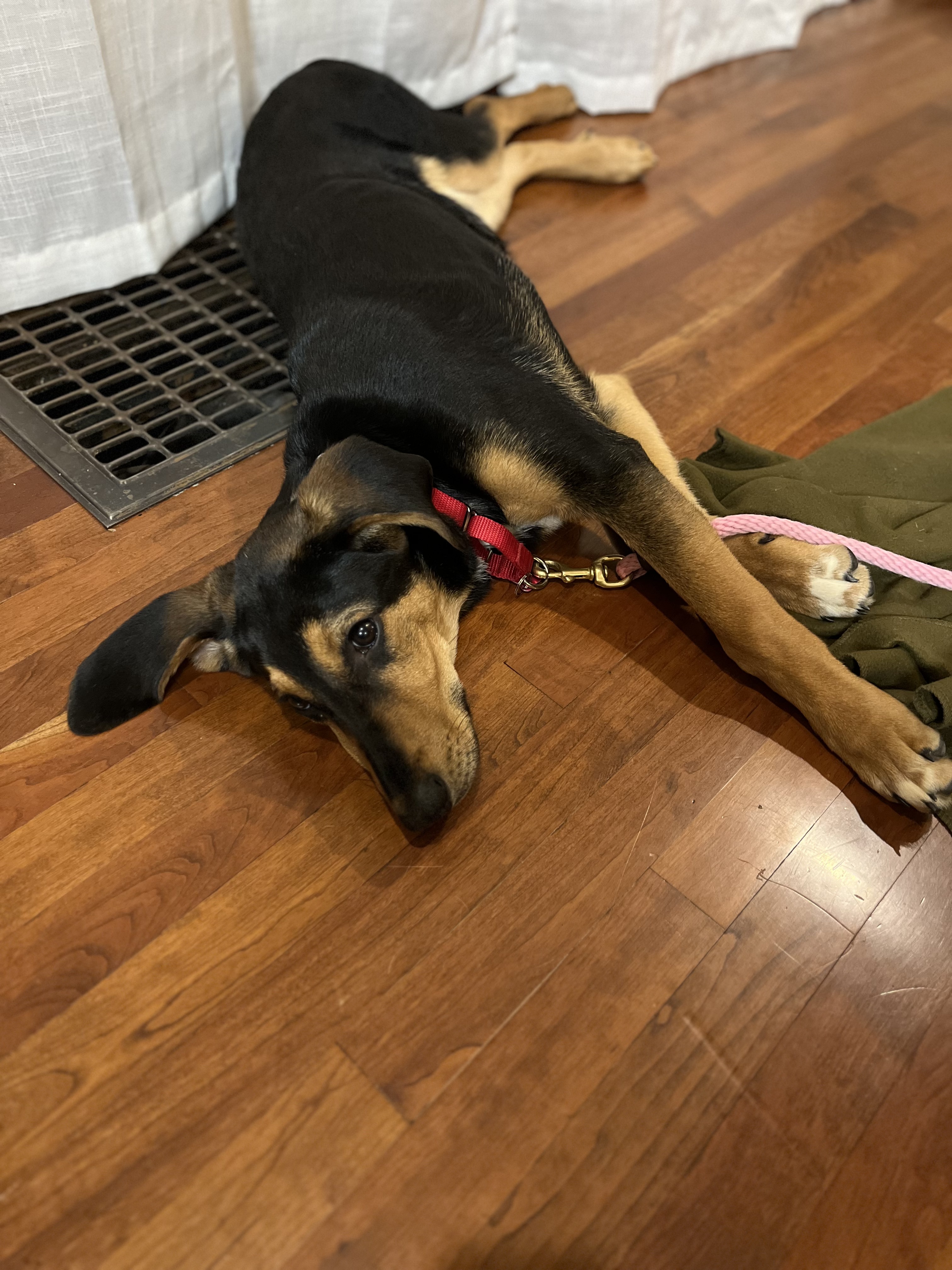 Picture of the Animal Listed