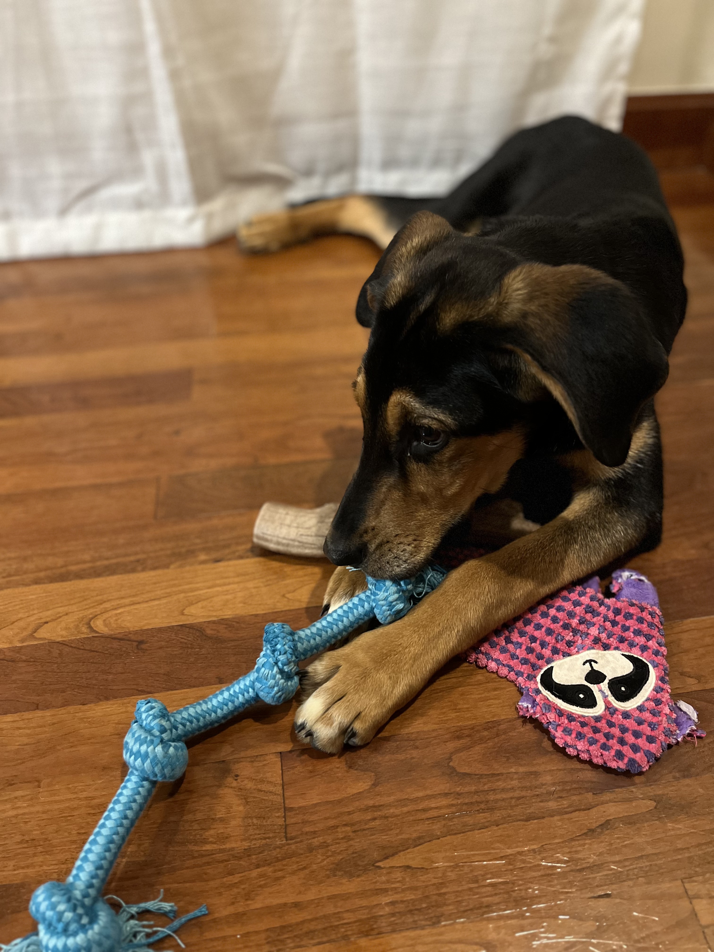 Picture of the Animal Listed