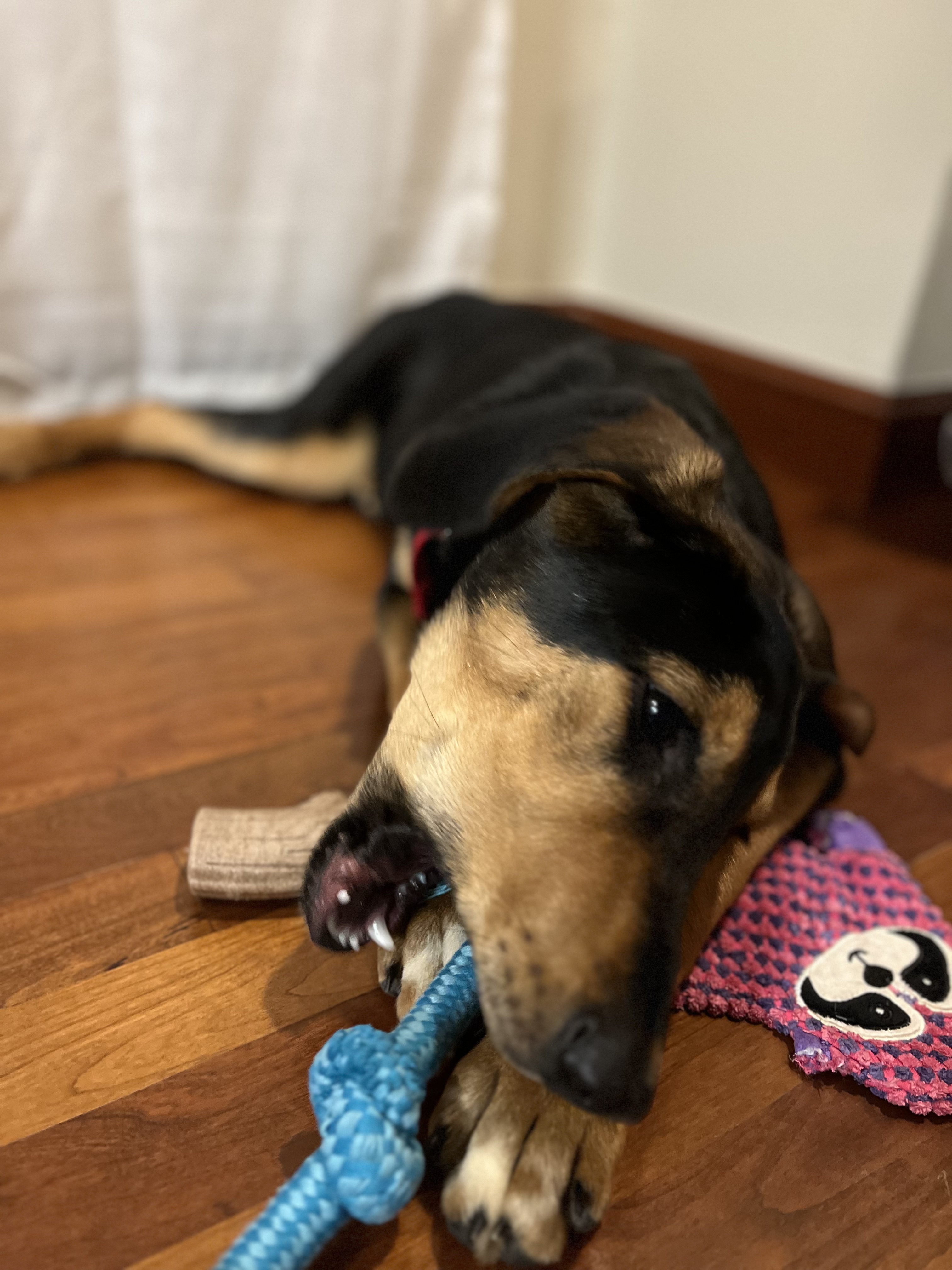 Picture of the Animal Listed