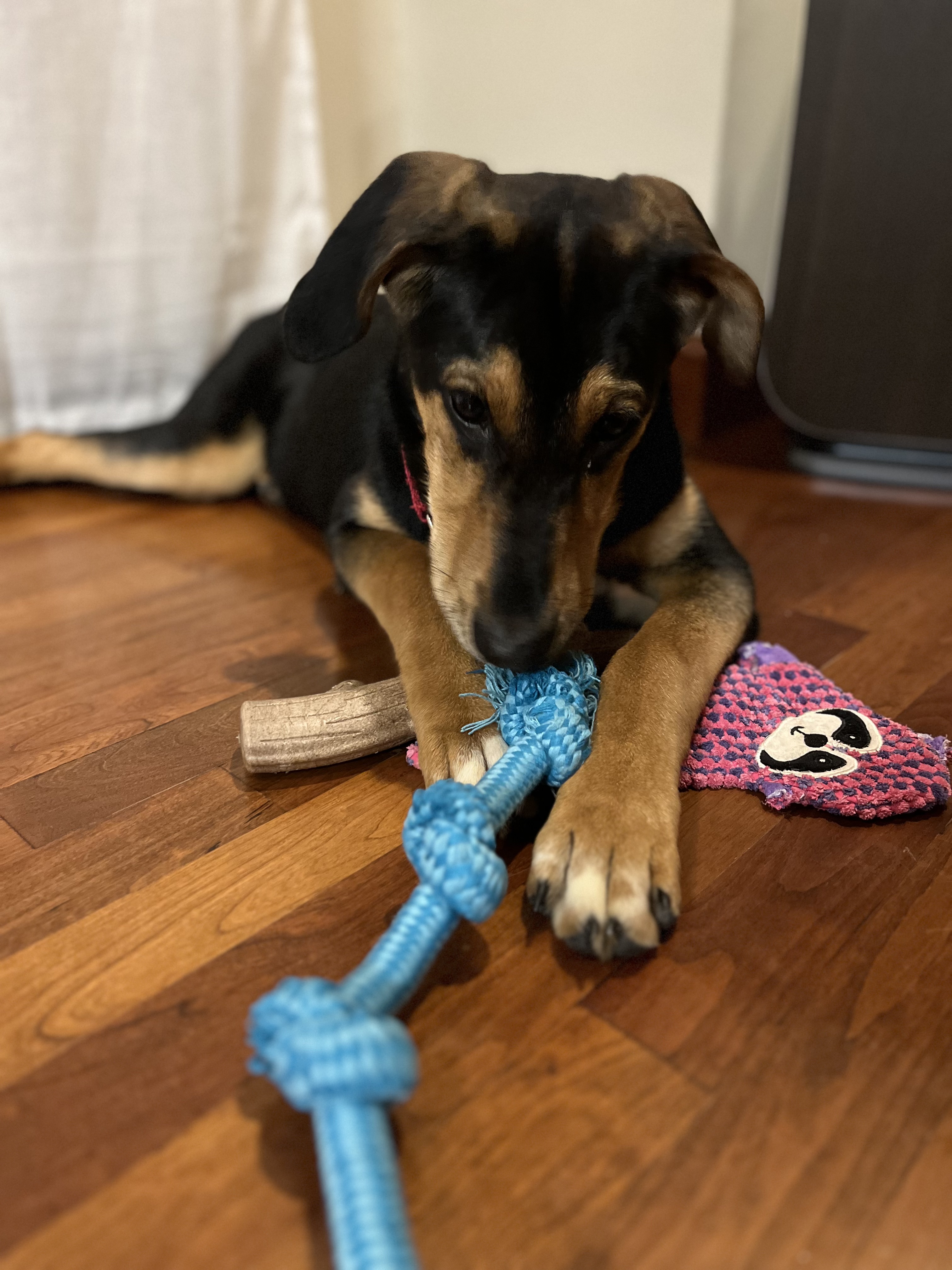 Picture of the Animal Listed