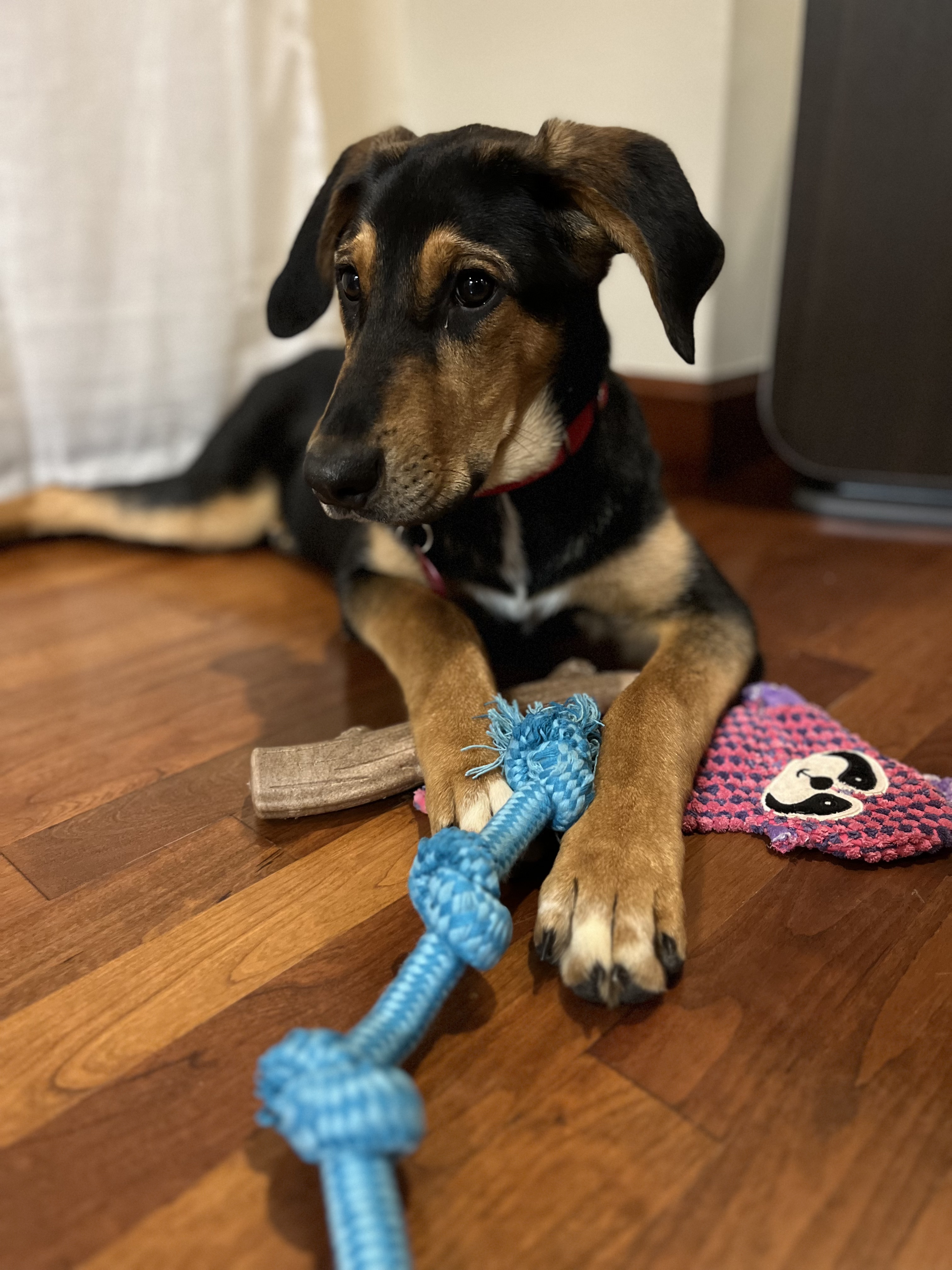 Picture of the Animal Listed