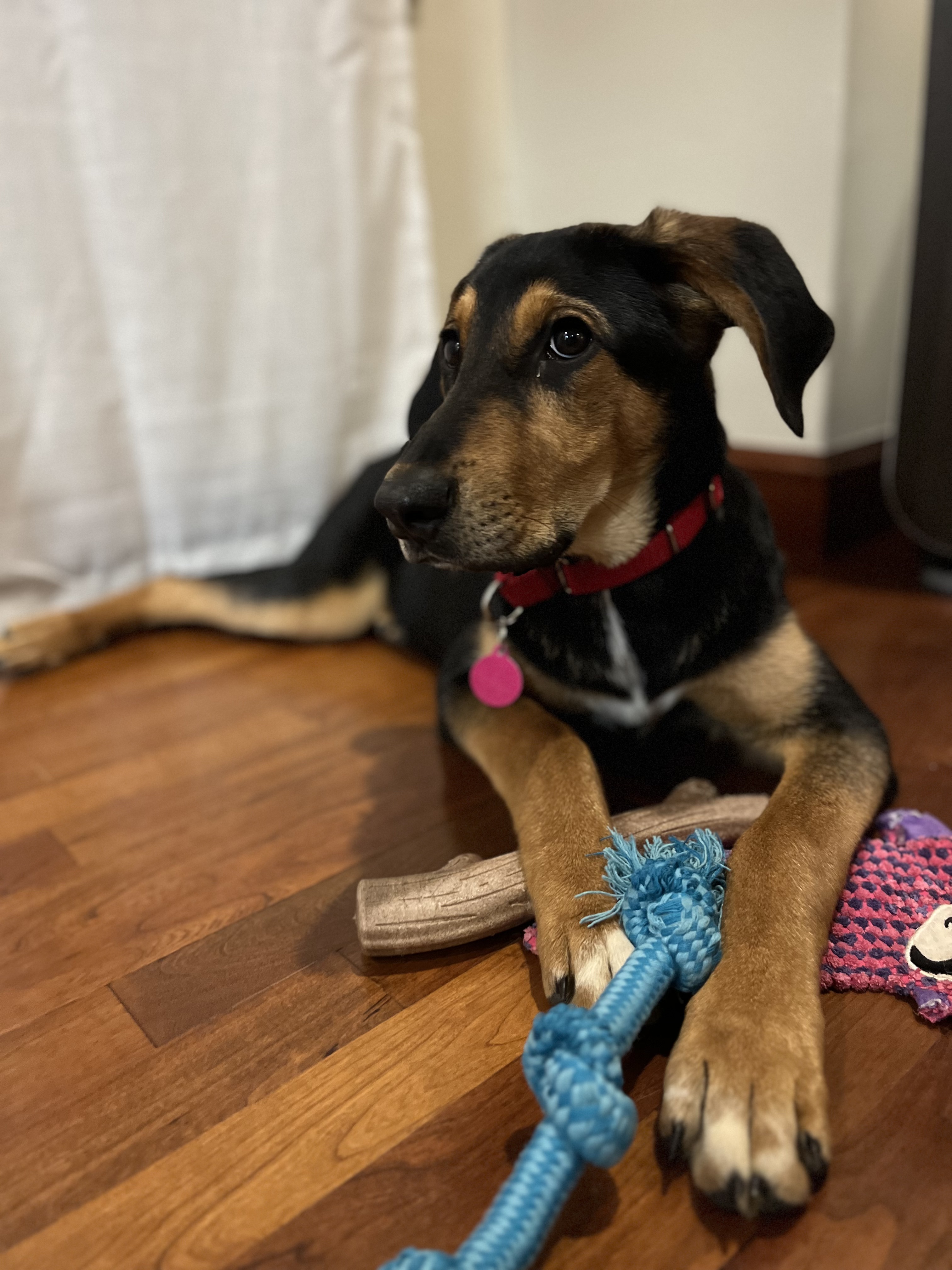 Picture of the Animal Listed