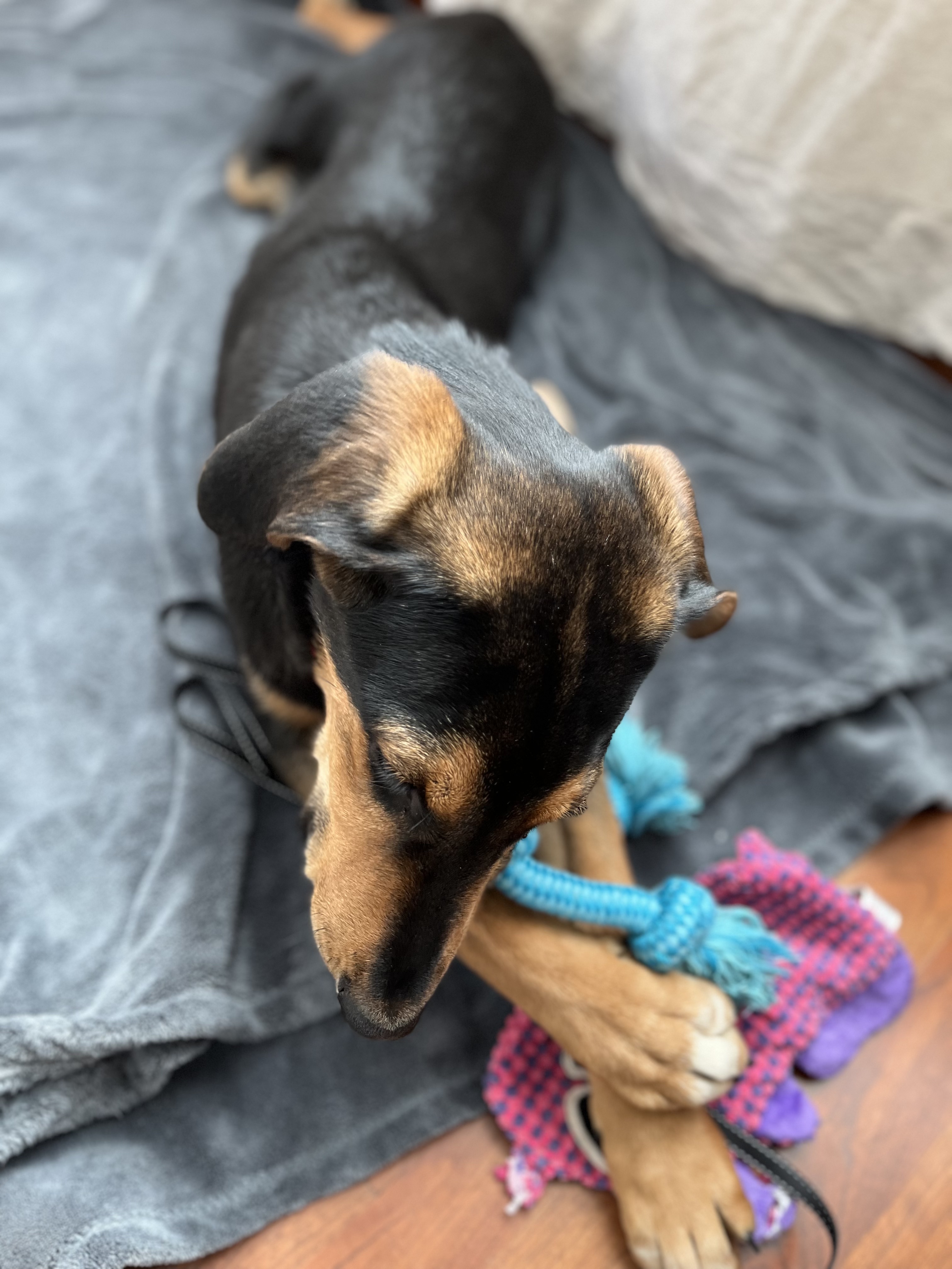 Picture of the Animal Listed