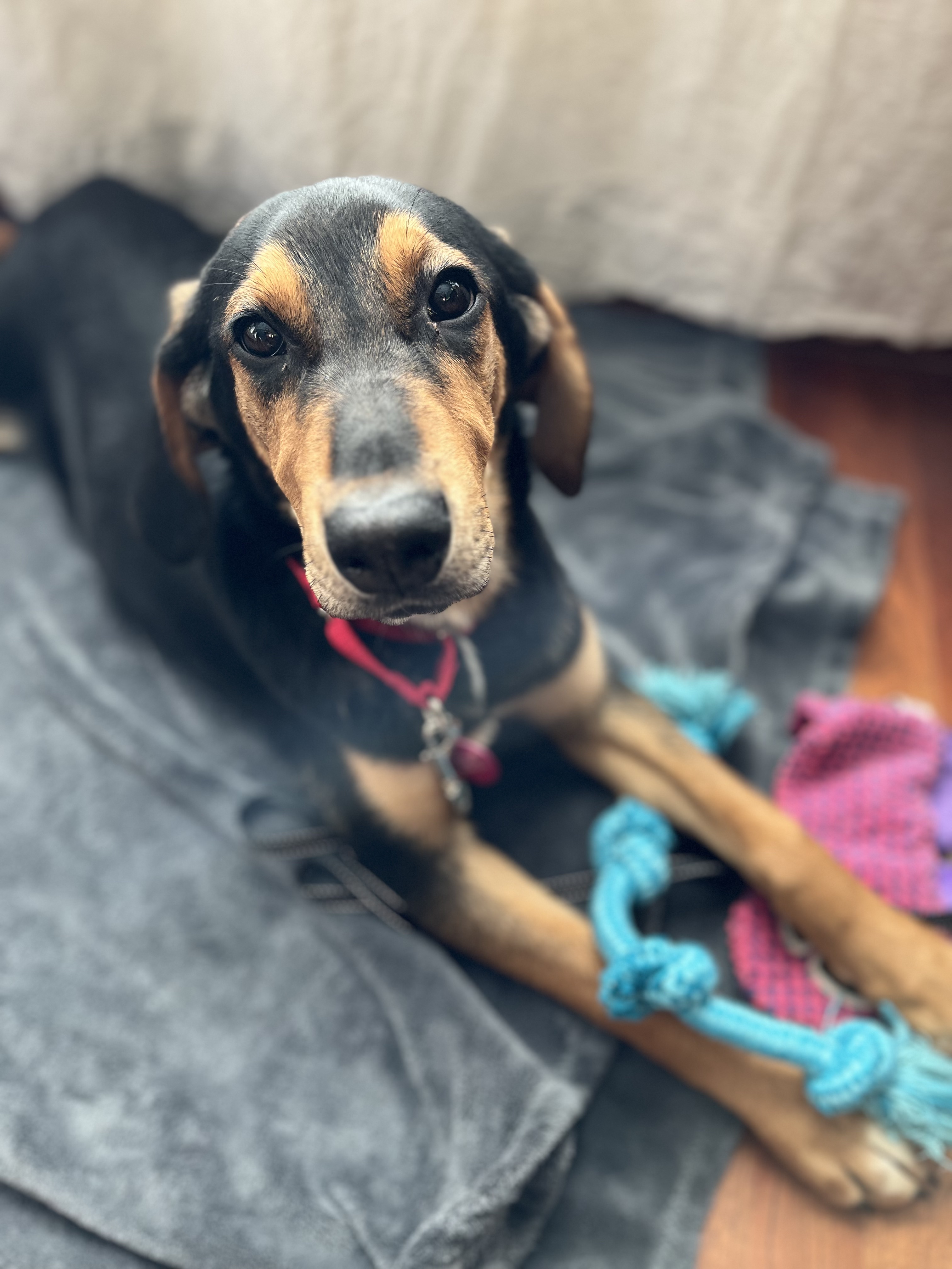 Picture of the Animal Listed