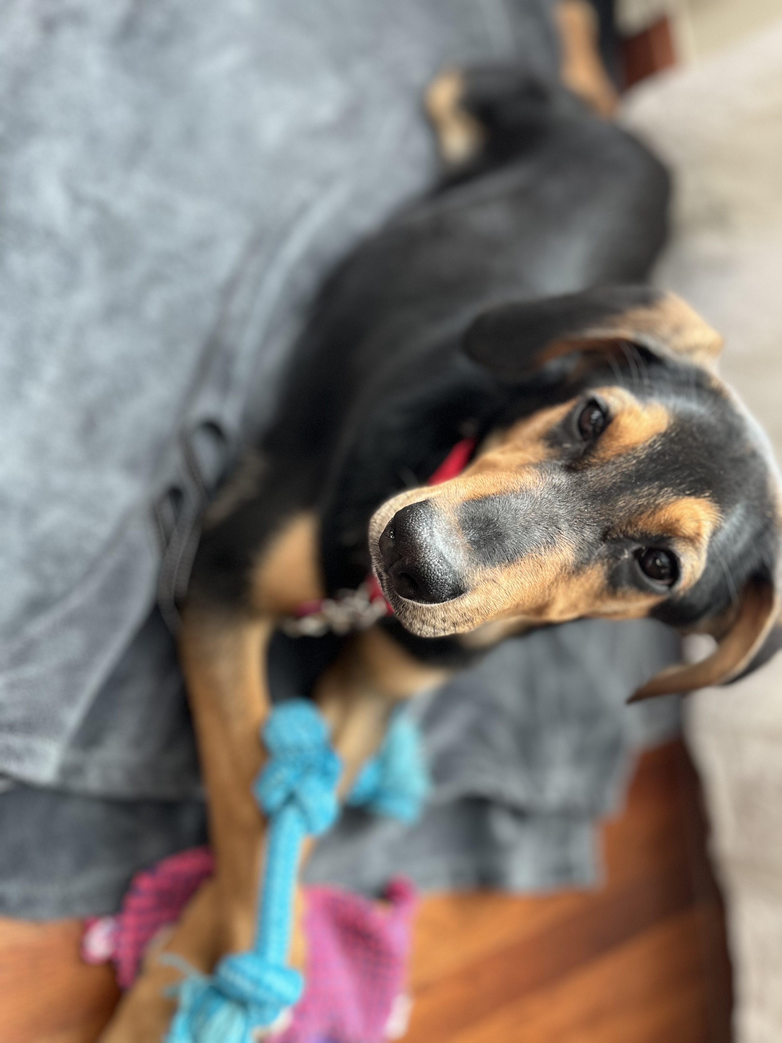 Picture of the Animal Listed