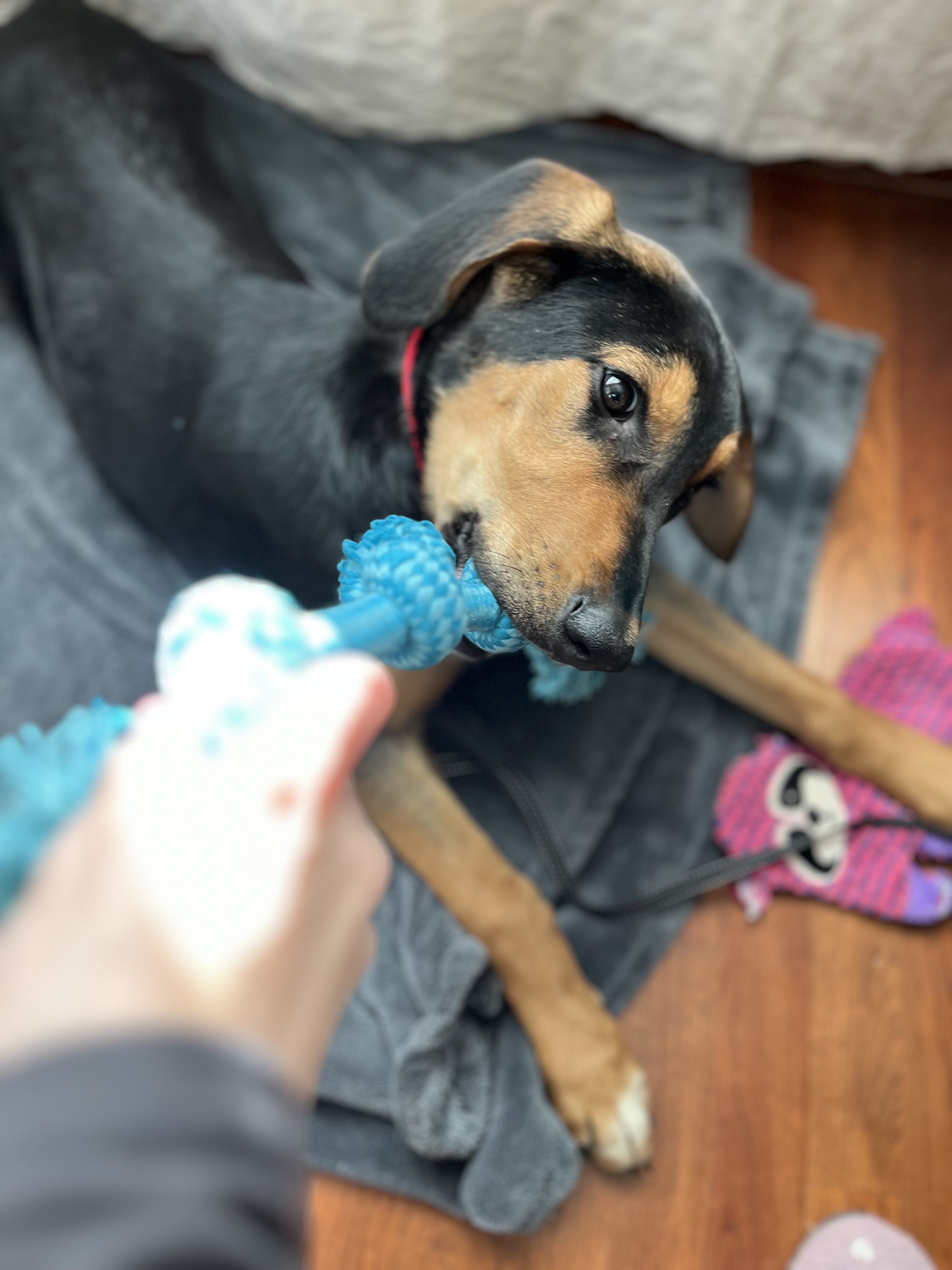 Picture of the Animal Listed