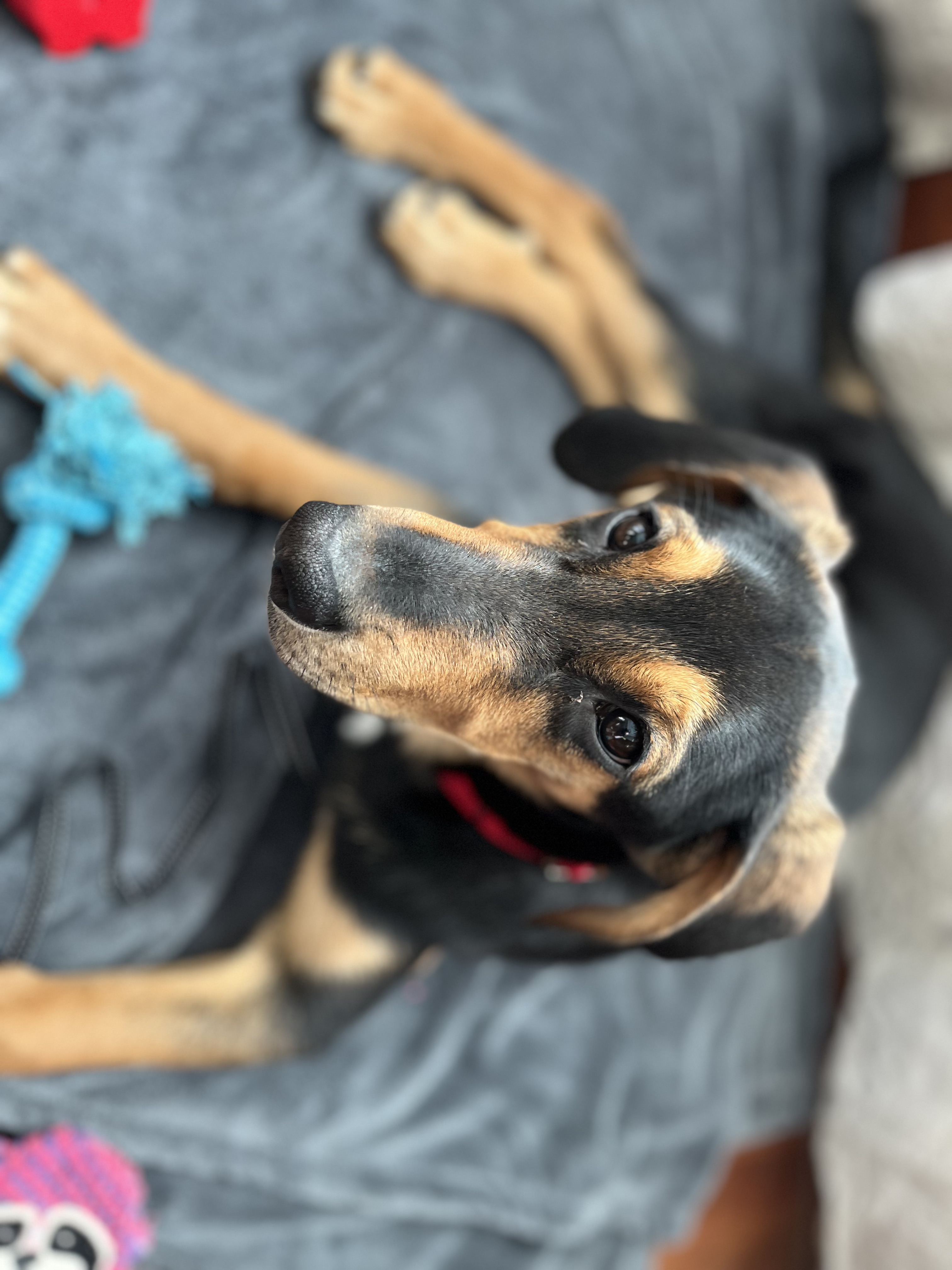 Picture of the Animal Listed