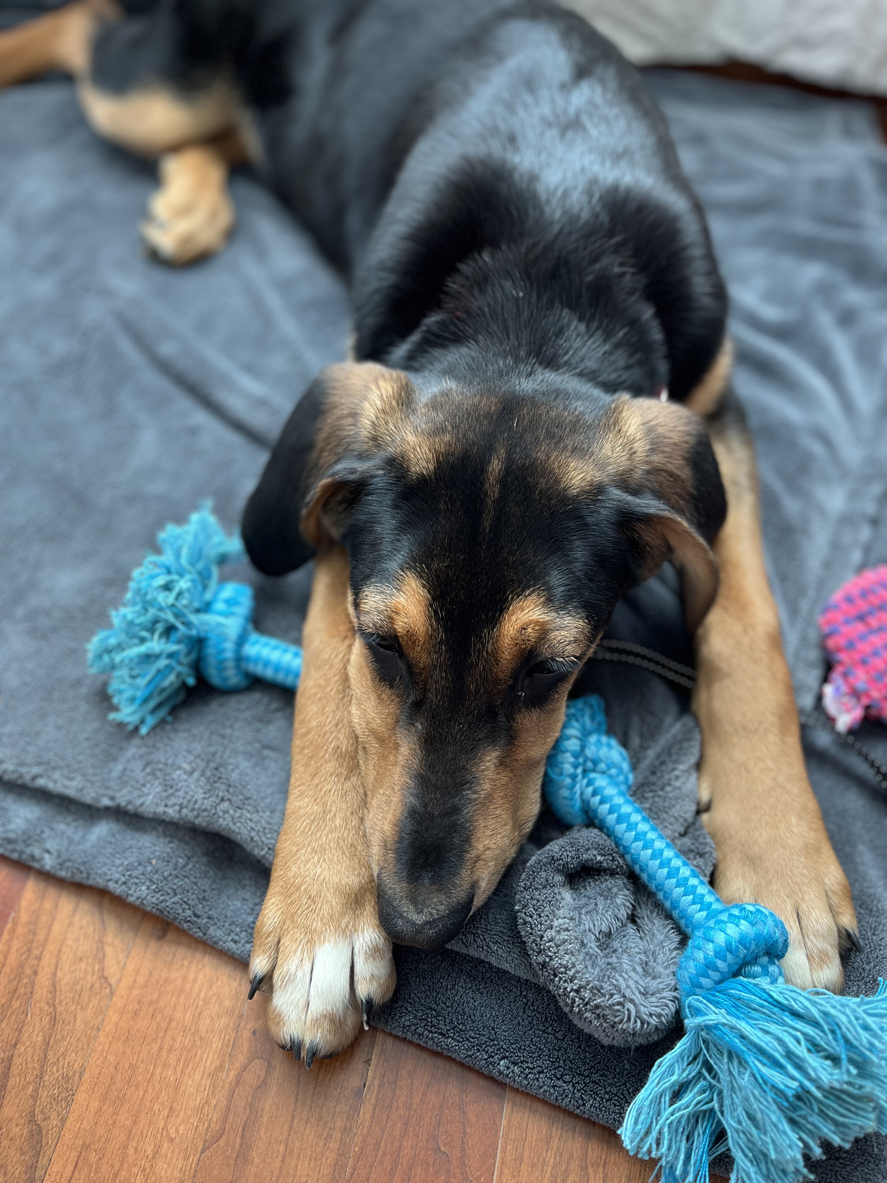 Picture of the Animal Listed