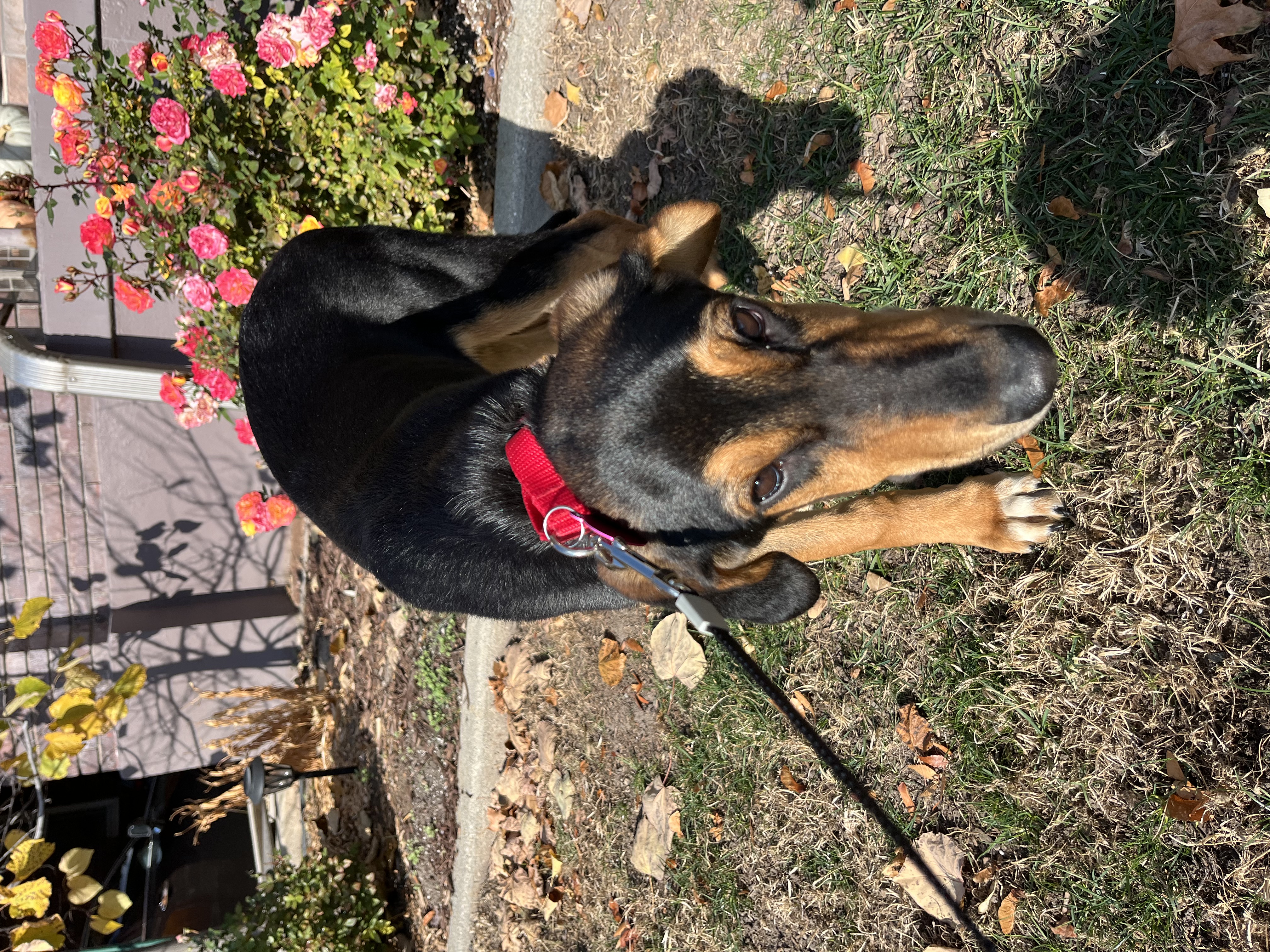 Picture of the Animal Listed