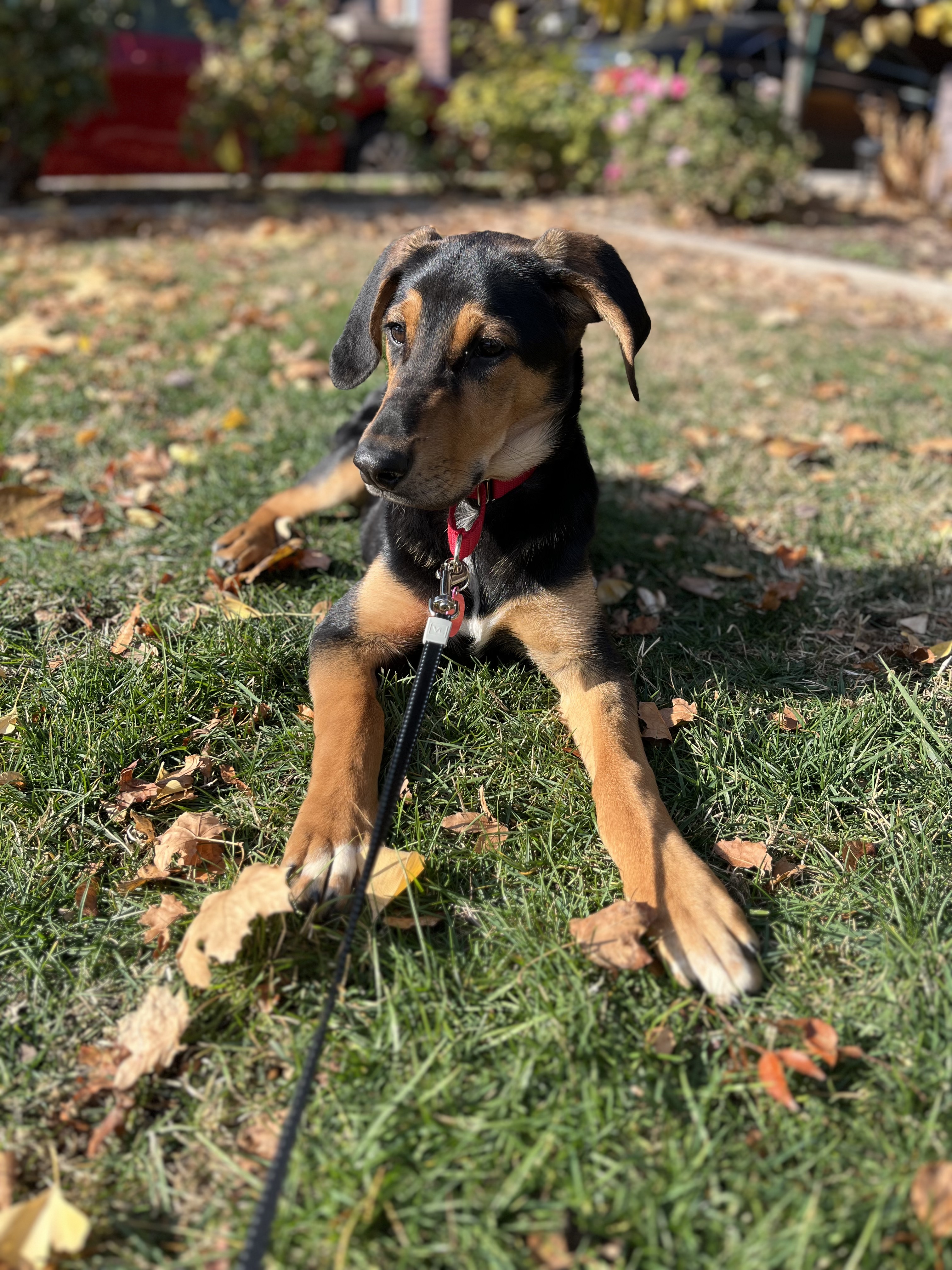 Picture of the Animal Listed